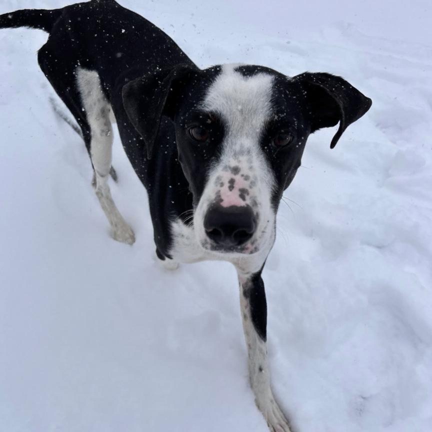 Spanky, a Adoptable mixed breed in Quakertown, PA image 1/6