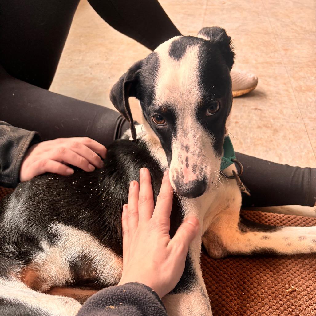 Spanky, a Adoptable mixed breed in Quakertown, PA image 2/6