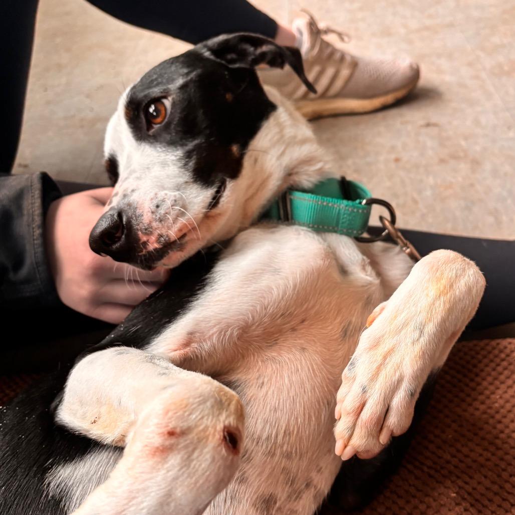 Spanky, a Adoptable mixed breed in Quakertown, PA image 3/6