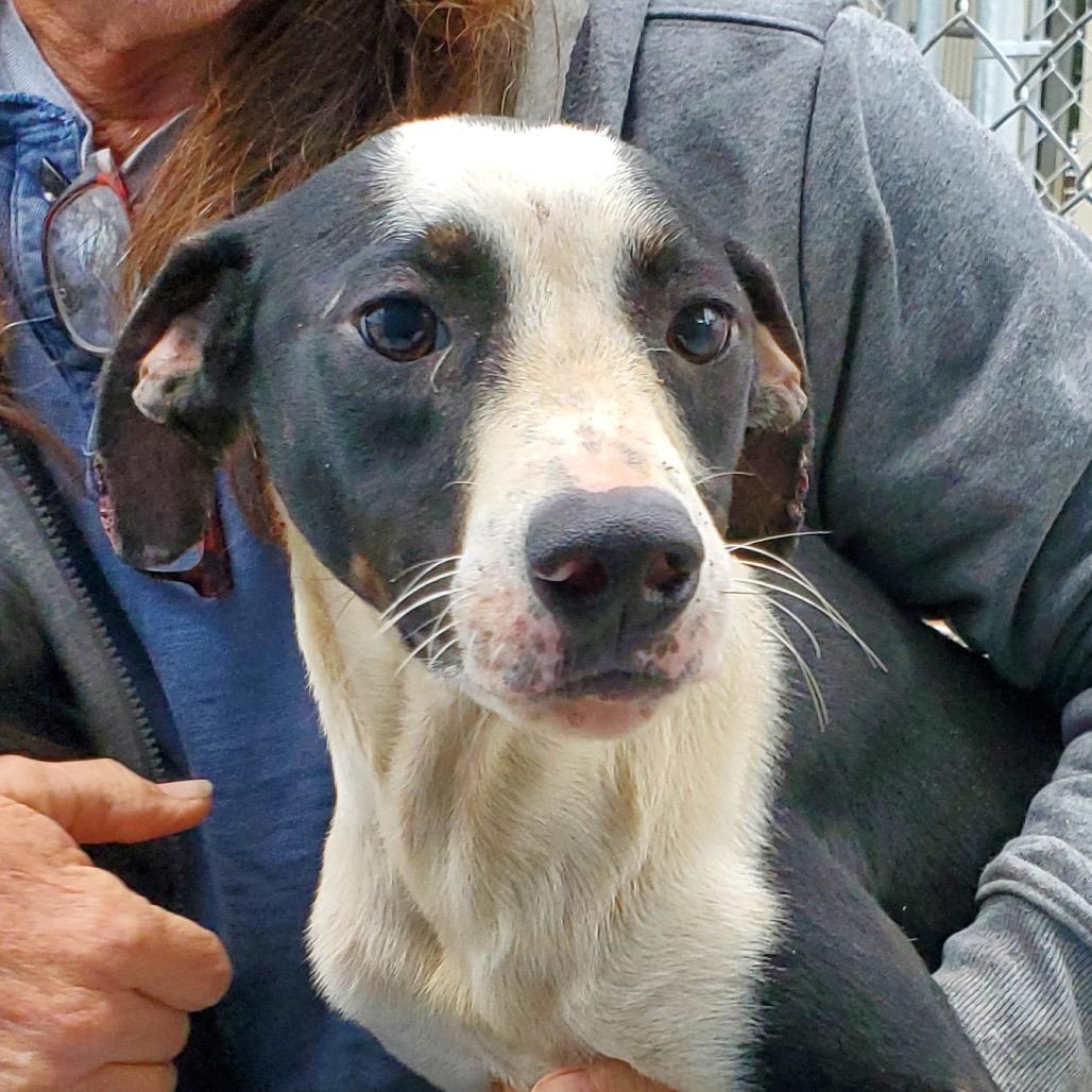 Spanky, a Adoptable mixed breed in Quakertown, PA image 4/6