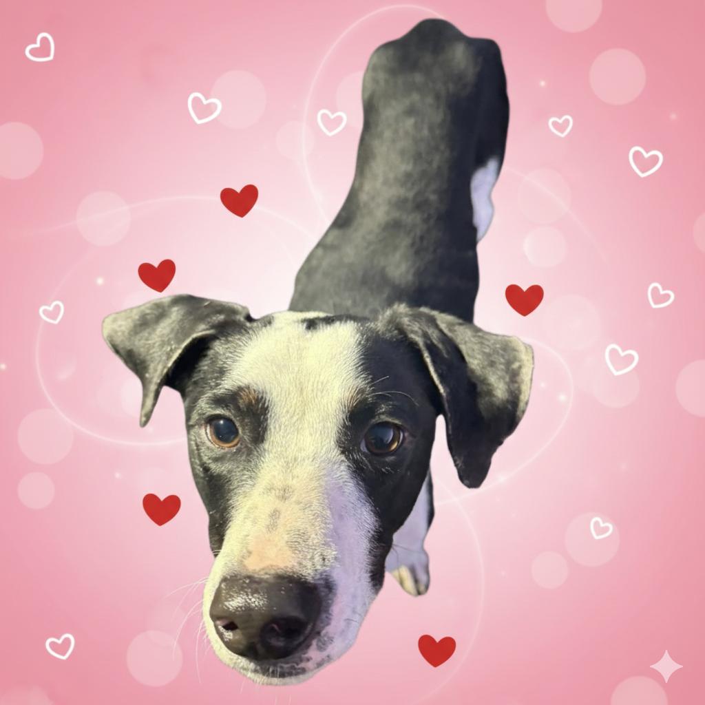 Spanky, a Adoptable mixed breed in Quakertown, PA image 5/6