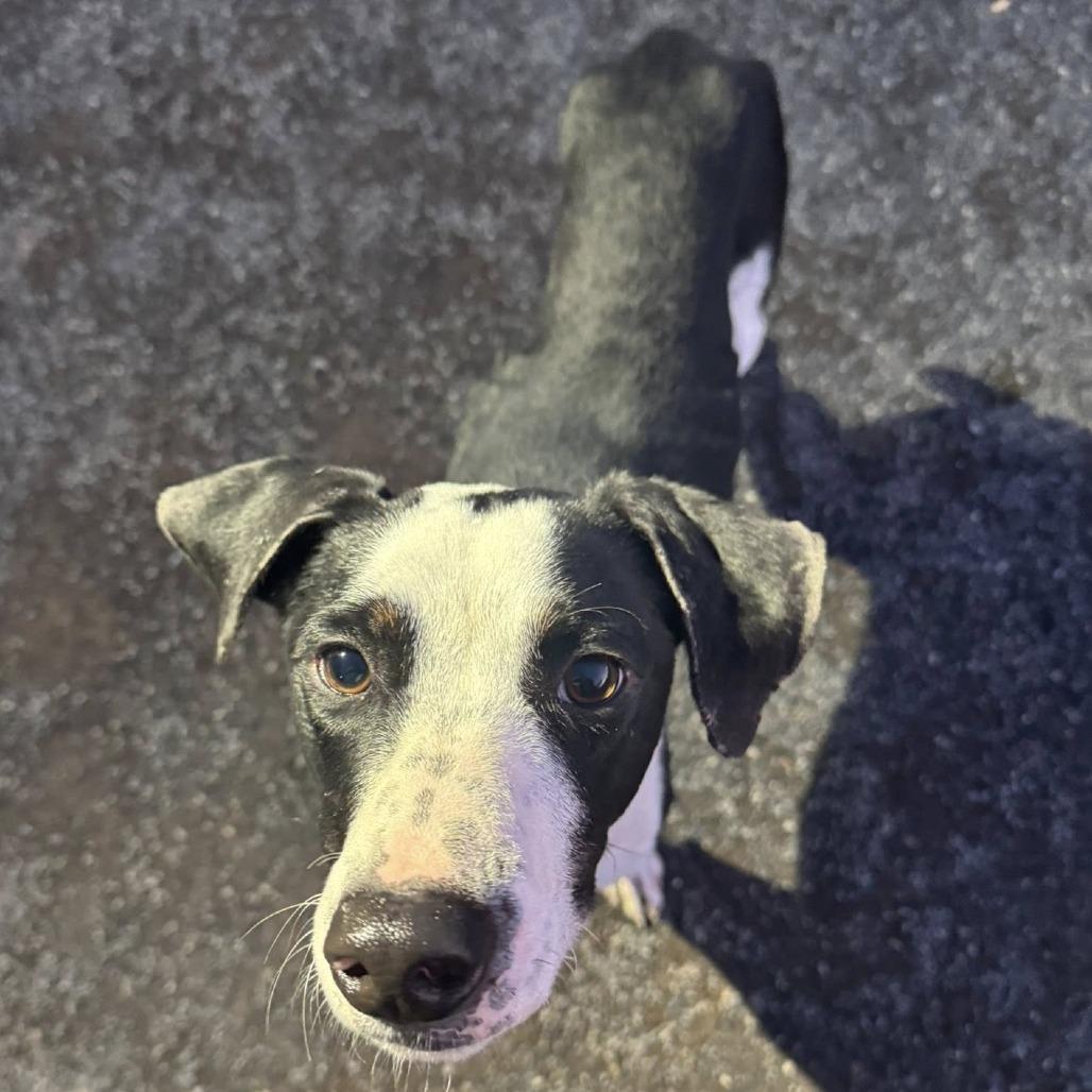 Spanky, a Adoptable mixed breed in Quakertown, PA image 6/6