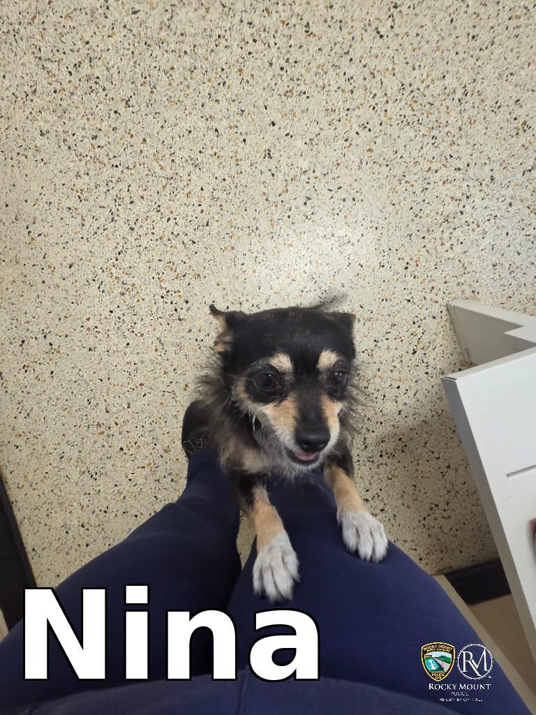 Enlarge Nina, a Adopted Chihuahua in Rocky Mount, NC image 1/1