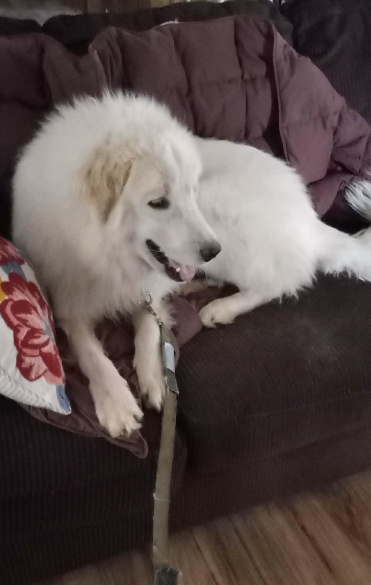 Dallas SAT, Adoptable, Young Male Great Pyrenees.