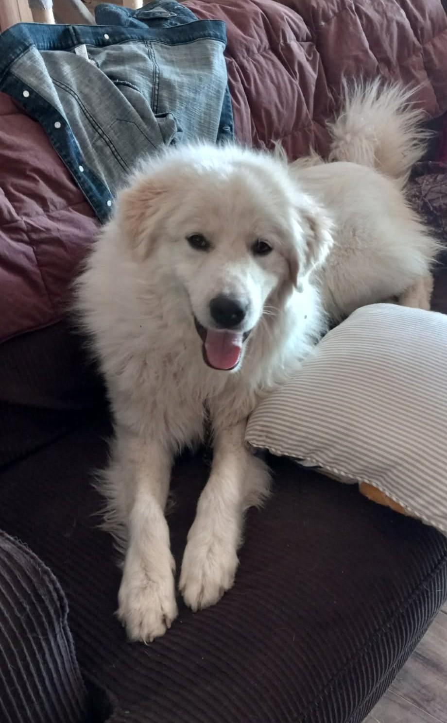 Dallas SAT, a Adoptable Great Pyrenees in Quinlan, TX image 2/6