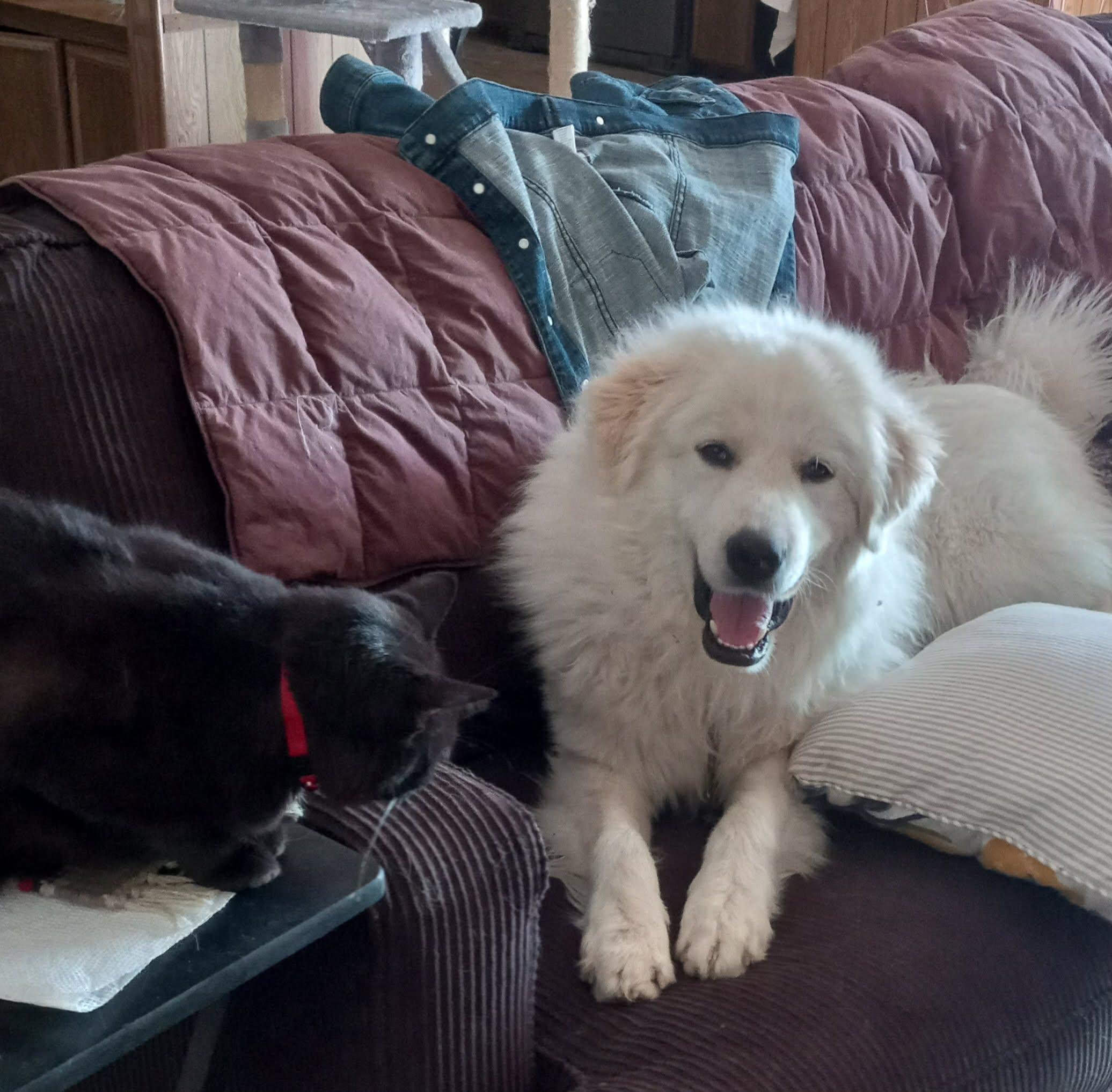 Dallas SAT, a Adoptable Great Pyrenees in Quinlan, TX image 3/6