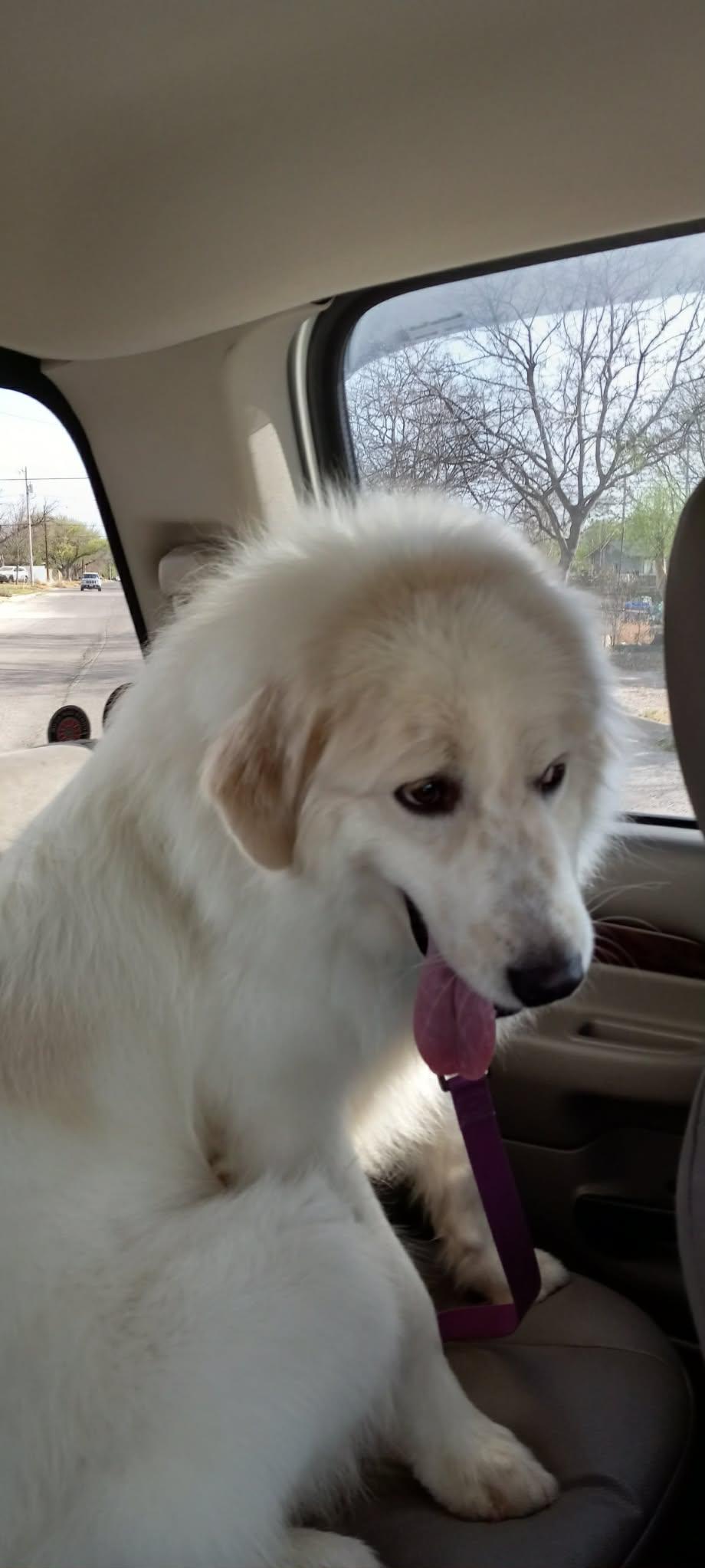 Dallas SAT, a Adoptable Great Pyrenees in Quinlan, TX image 4/6