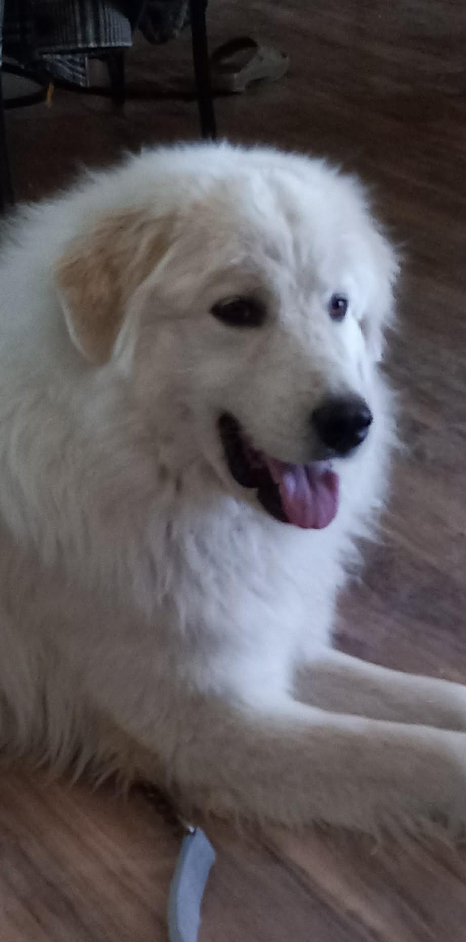 Dallas SAT, a Adoptable Great Pyrenees in Quinlan, TX image 5/6