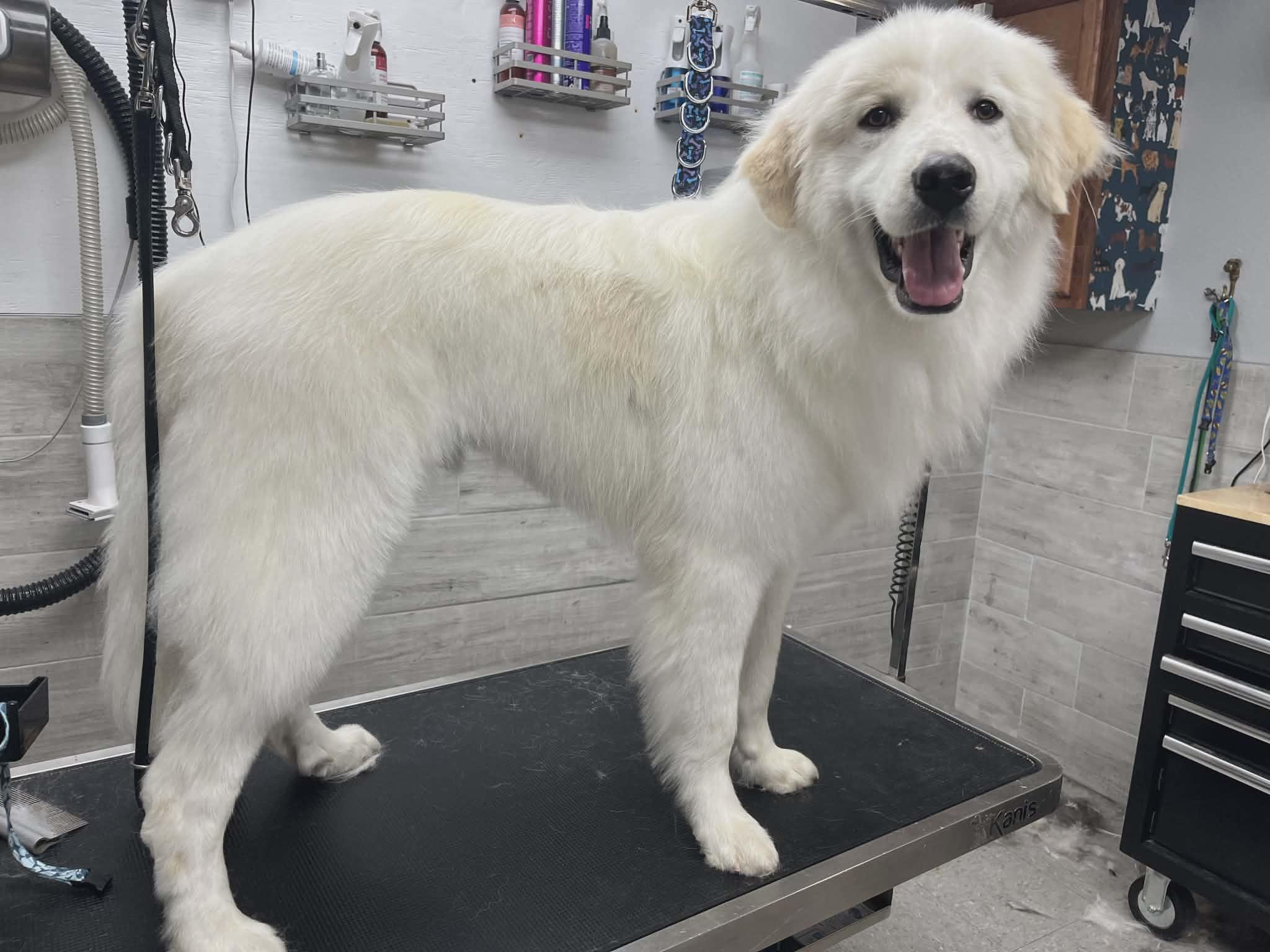 Dallas SAT, a Adoptable Great Pyrenees in Quinlan, TX image 6/6