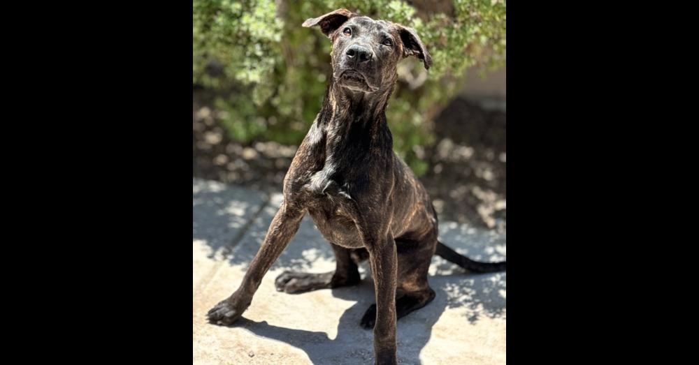 Enlarge Toothless, a Adoptable mixed breed in Rialto, CA image 4/6