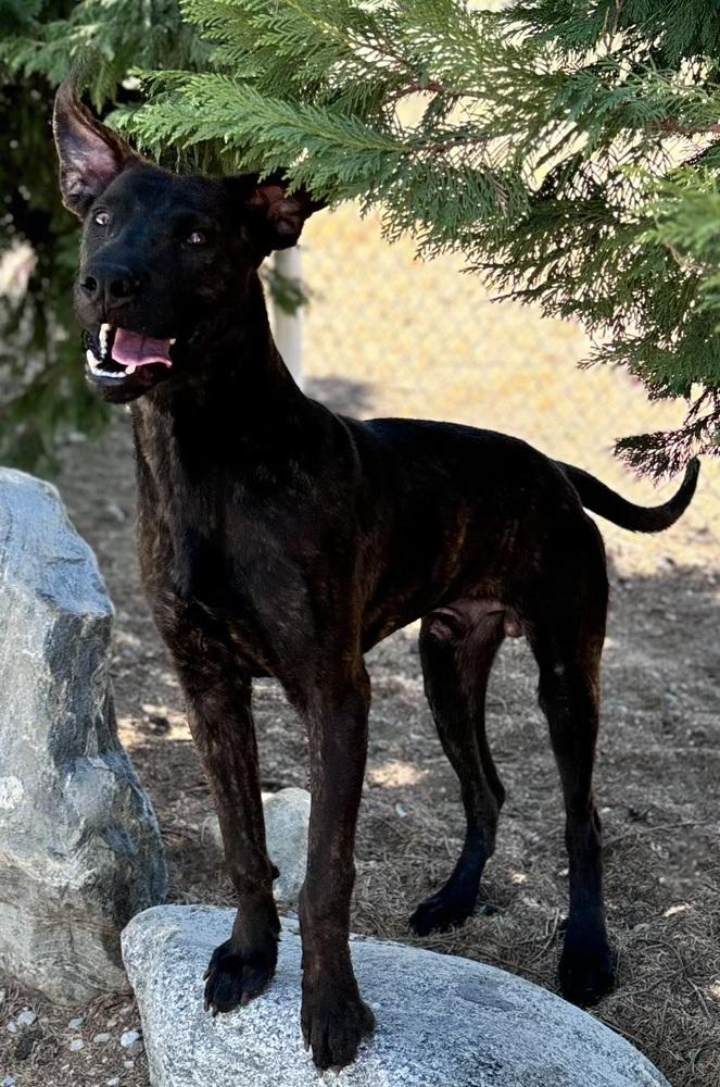 Toothless, Adoptable, Young Male Mastiff & Belgian Shepherd / Malinois.
