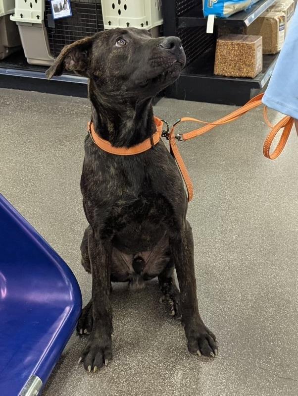 Enlarge Toothless, a Adoptable mixed breed in Rialto, CA image 3/6