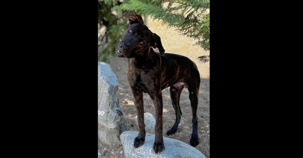 Enlarge Toothless, a Adoptable mixed breed in Rialto, CA image 5/6