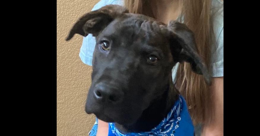 Enlarge Toothless, a Adoptable mixed breed in Rialto, CA image 2/6