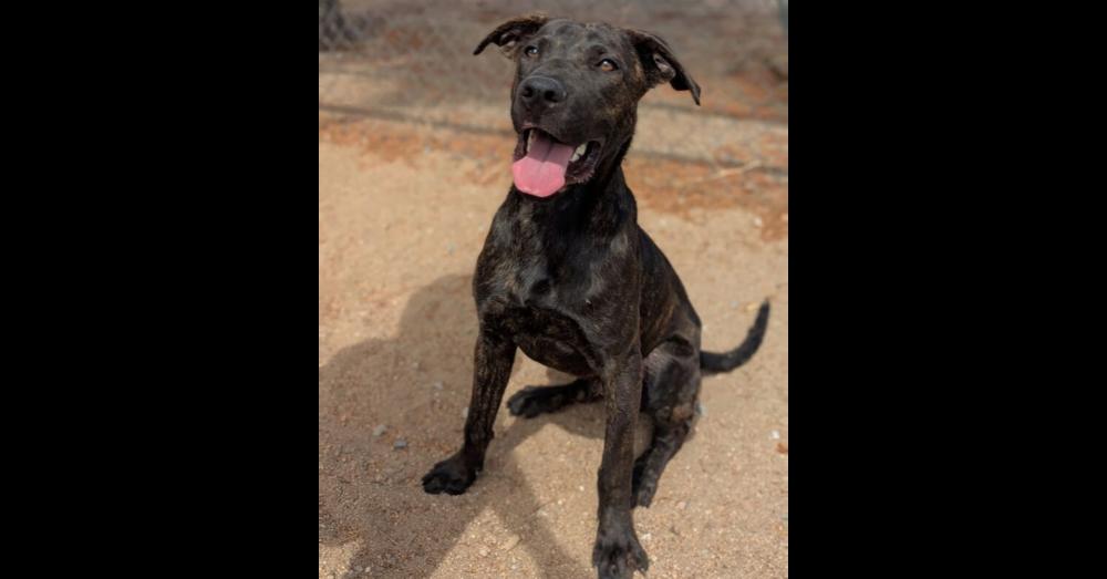 Enlarge Toothless, a Adoptable mixed breed in Rialto, CA image 6/6