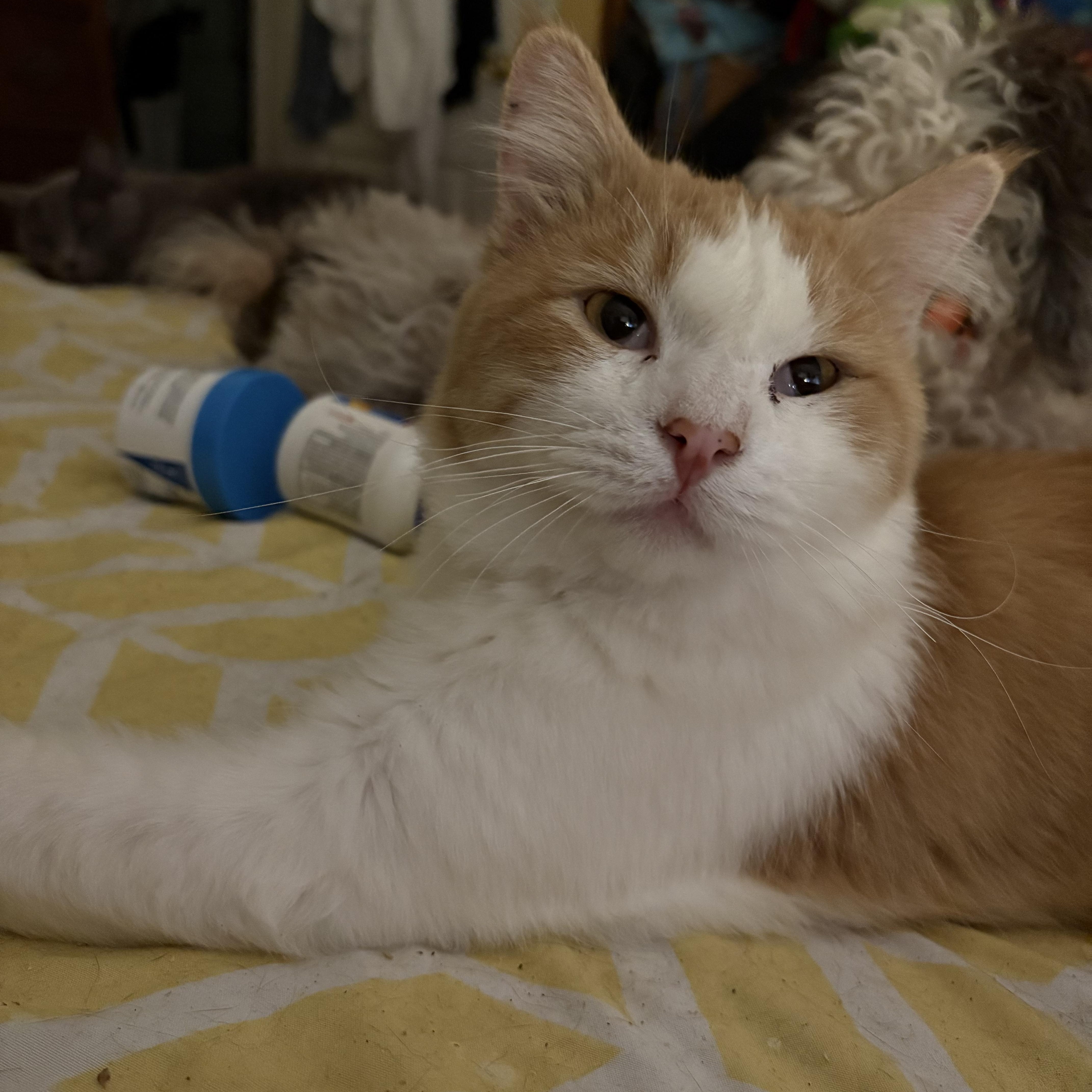 Enlarge Stanley, an adopted mixed breed in Whittier, CA image 1/2