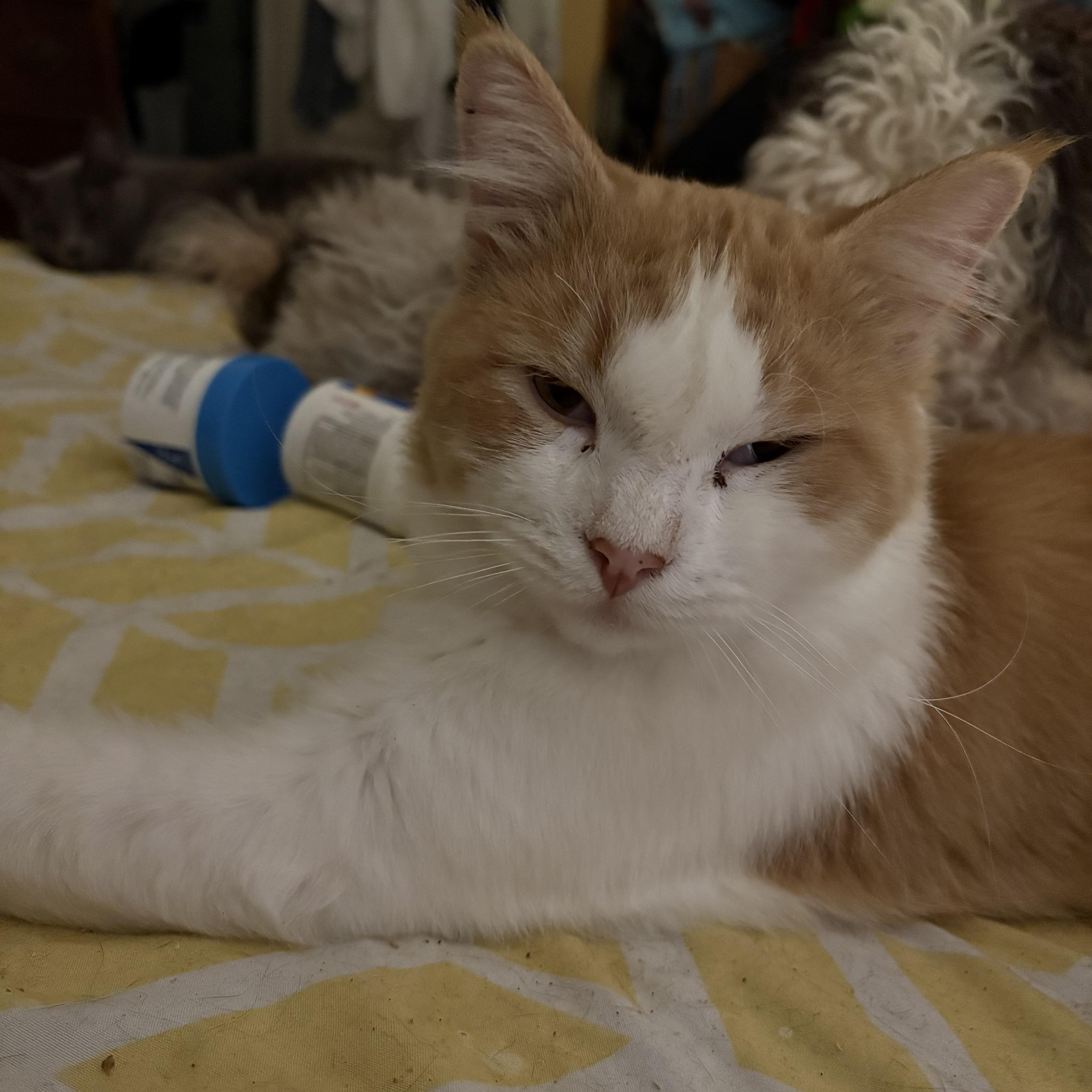 Enlarge Stanley, an adopted mixed breed in Whittier, CA image 2/2