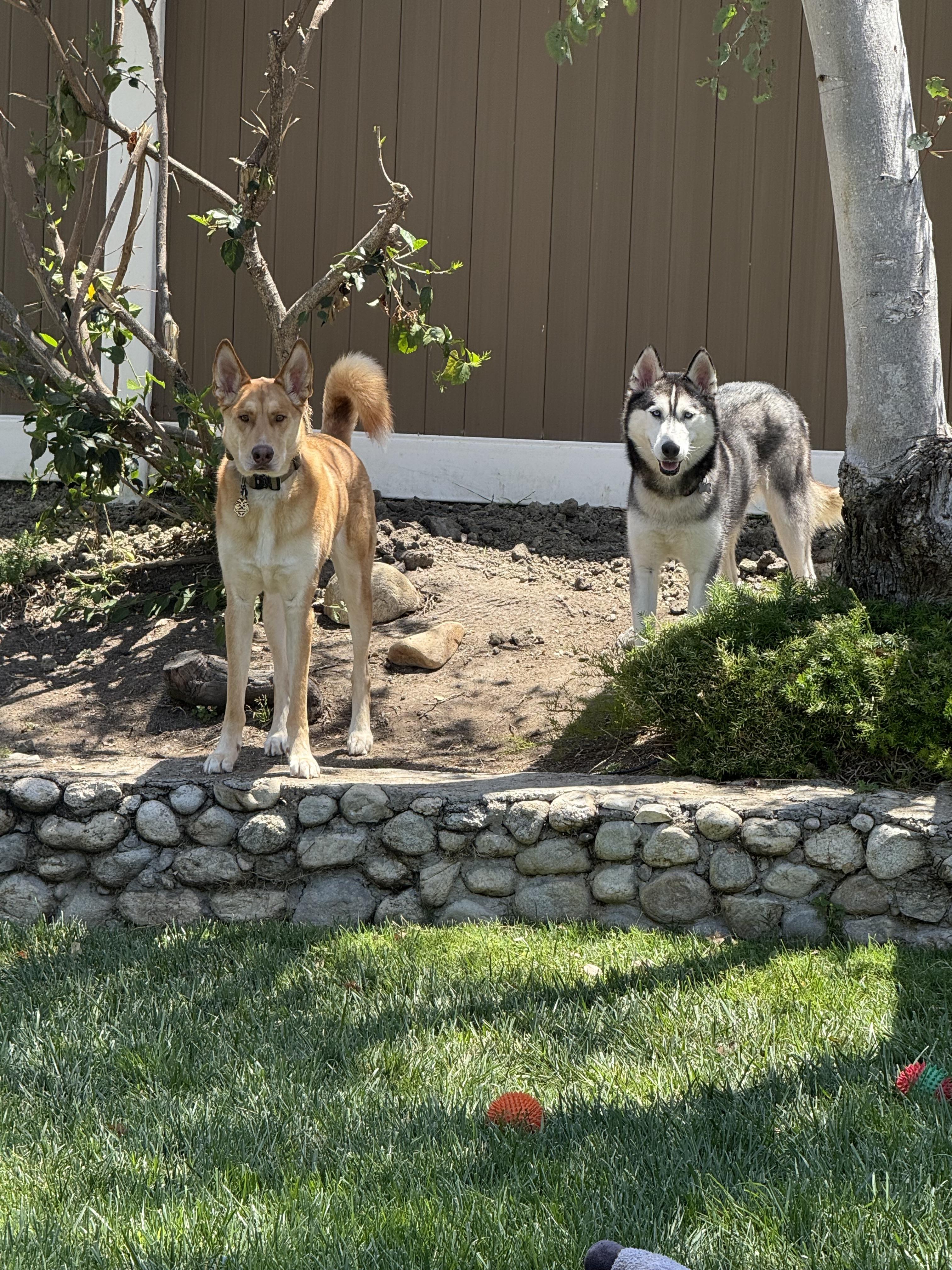 Enlarge Storm, a Adopted Siberian Husky in Los Angeles, CA image 1/4