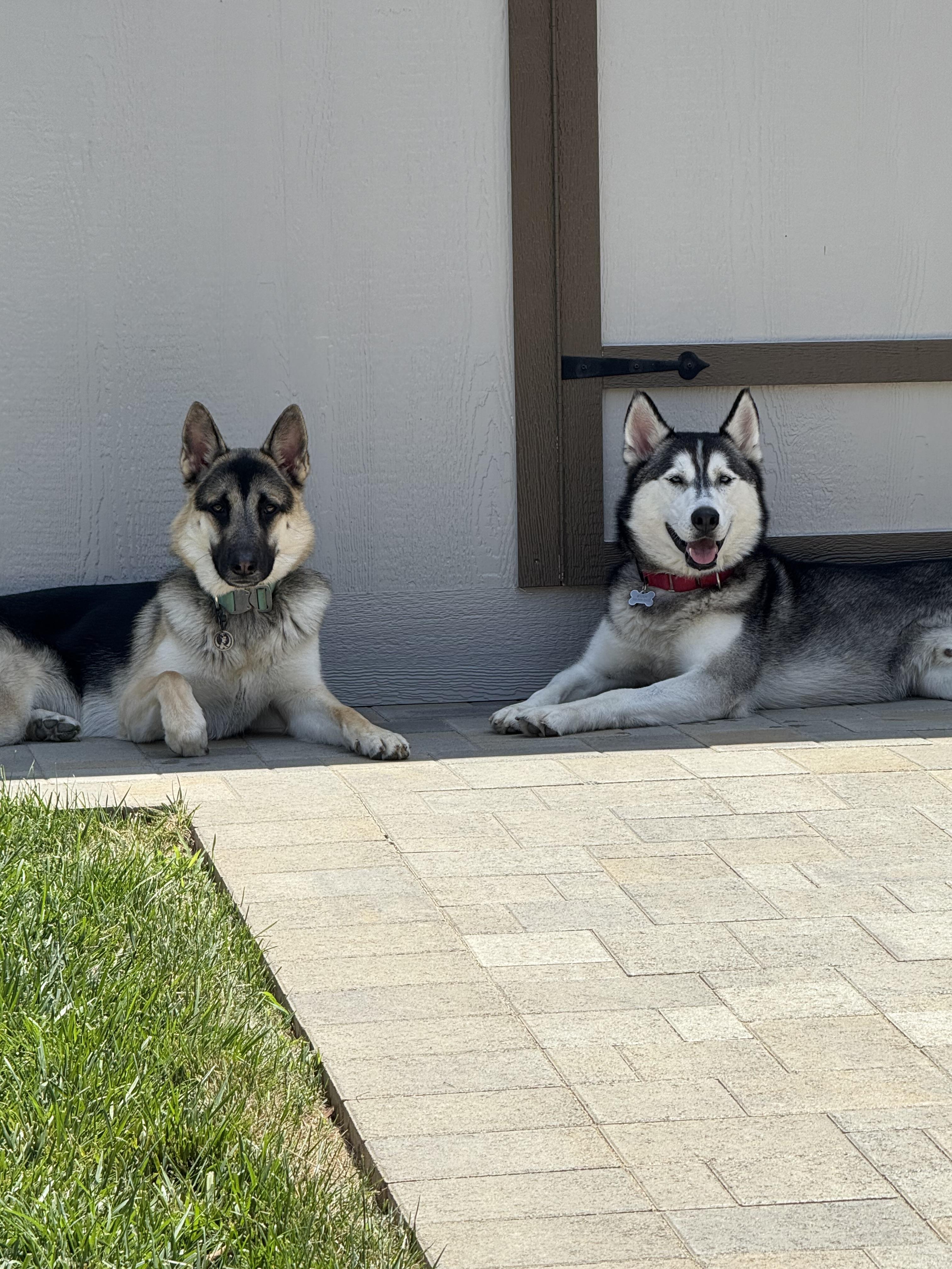Enlarge Storm, a Adopted Siberian Husky in Los Angeles, CA image 3/4