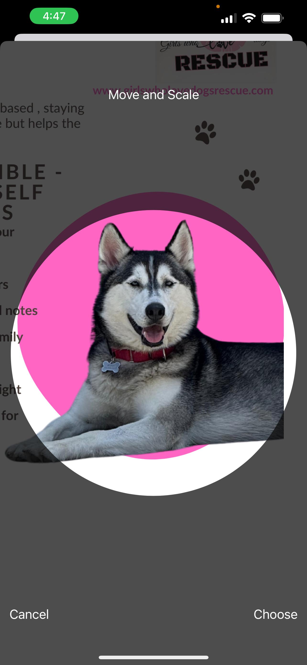 Enlarge Storm, a Adopted Siberian Husky in Los Angeles, CA image 4/4