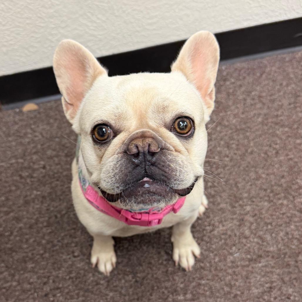 Emma Lou C-34380, Adoptable, Adult Female French Bulldog.