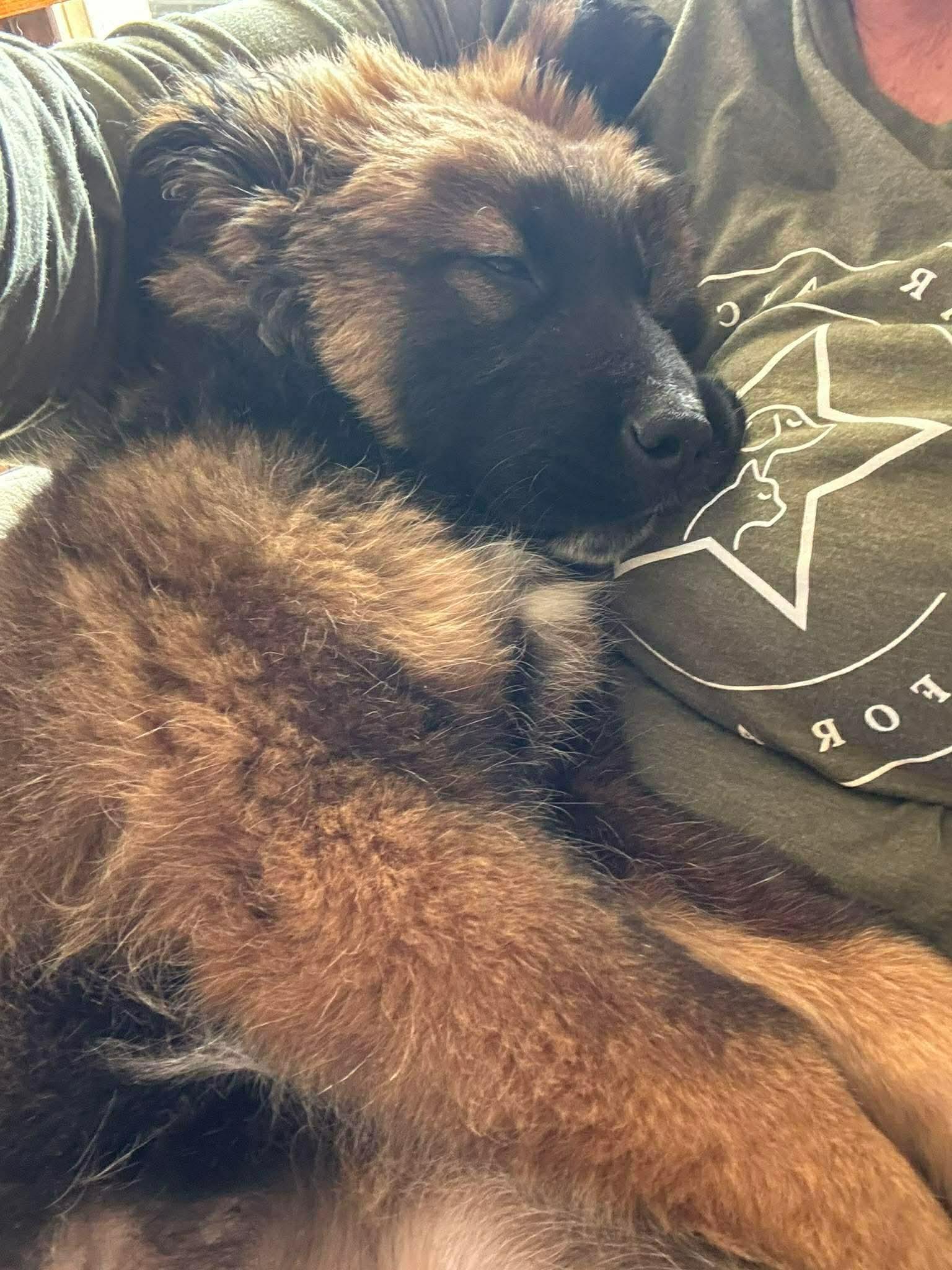 Kaos, adopted, Puppy Male Shepherd.