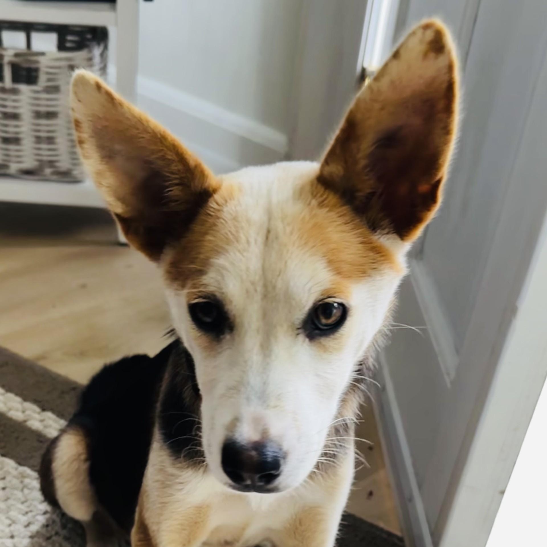 Enlarge Lilac - Puppy with a Gentle Soul!, an adopted mixed breed in Seattle, WA image 6/6