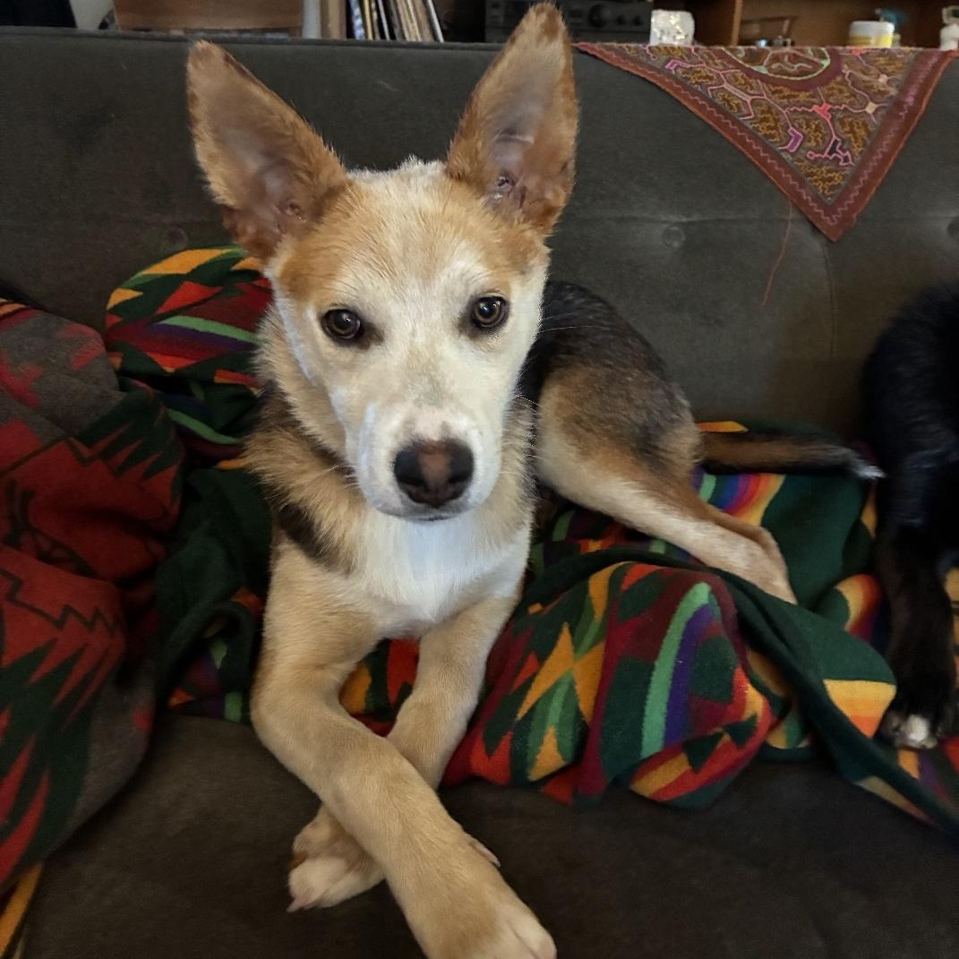 Lilac - Puppy with a Gentle Soul!, adopted, Puppy Female Australian Shepherd & Border Collie.