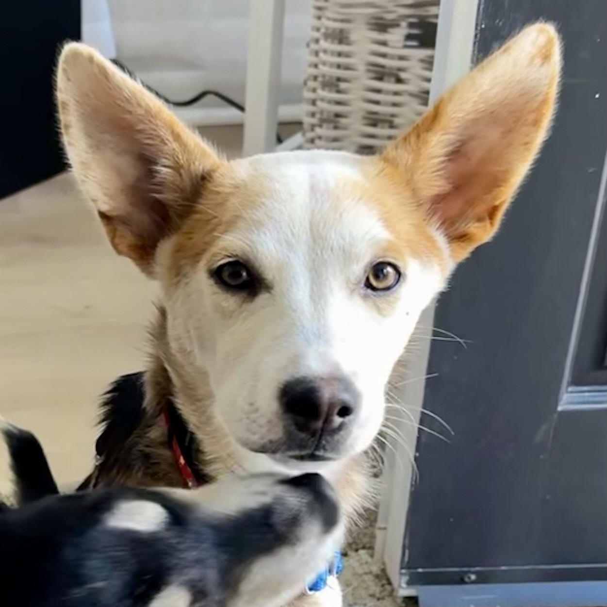 Enlarge Lilac - Puppy with a Gentle Soul!, an adopted mixed breed in Seattle, WA image 4/6