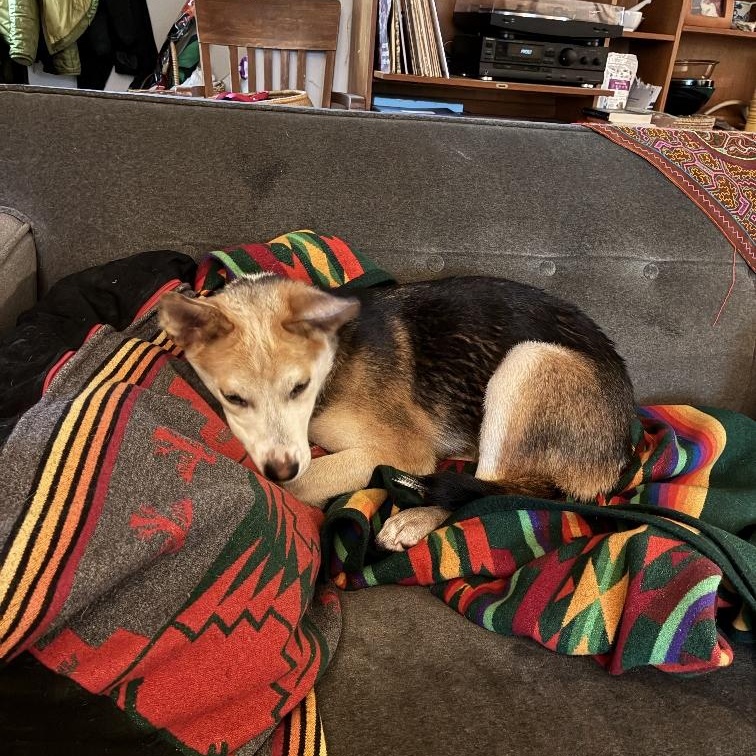 Enlarge Lilac - Puppy with a Gentle Soul!, an adopted mixed breed in Seattle, WA image 2/6