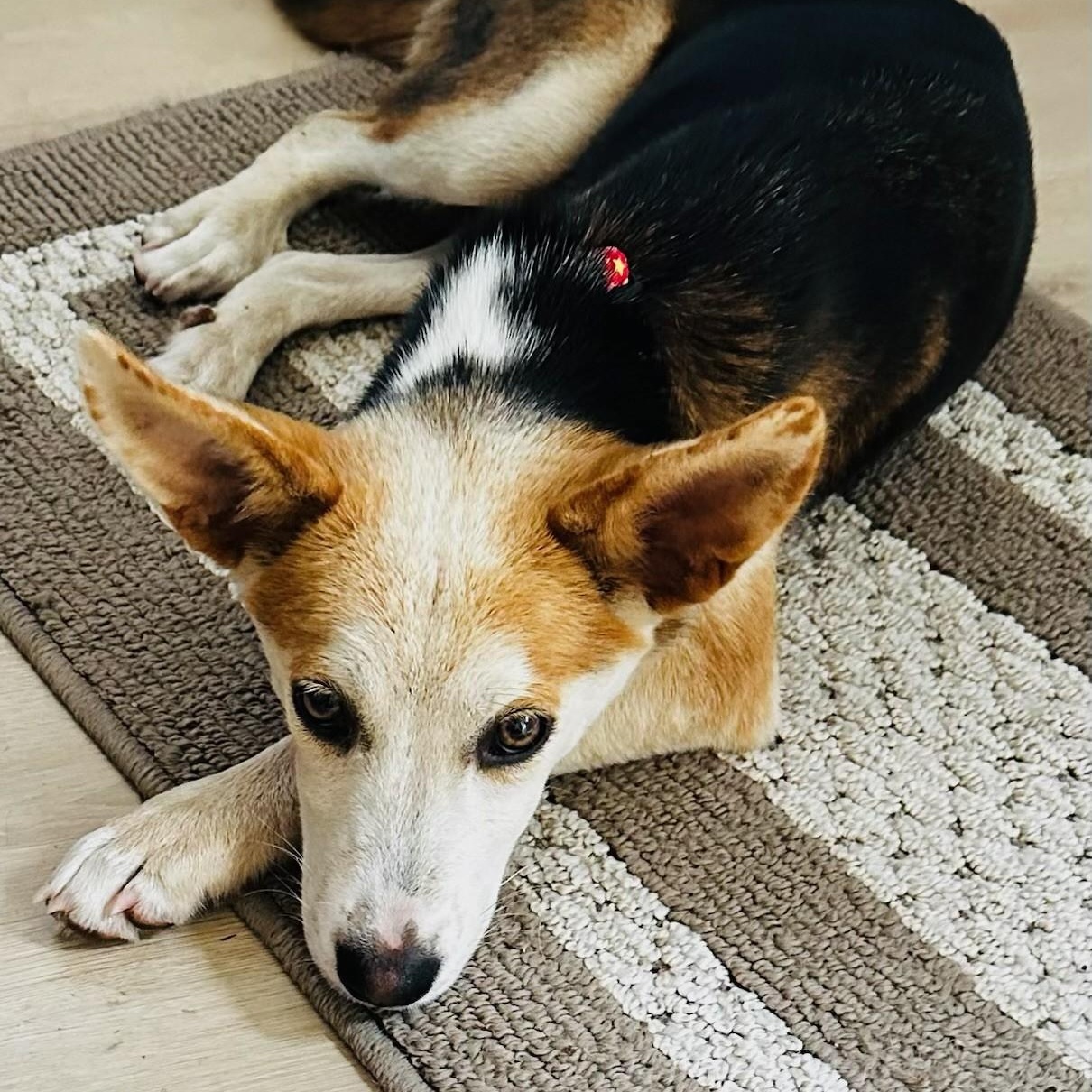 Enlarge Lilac - Puppy with a Gentle Soul!, an adopted mixed breed in Seattle, WA image 5/6