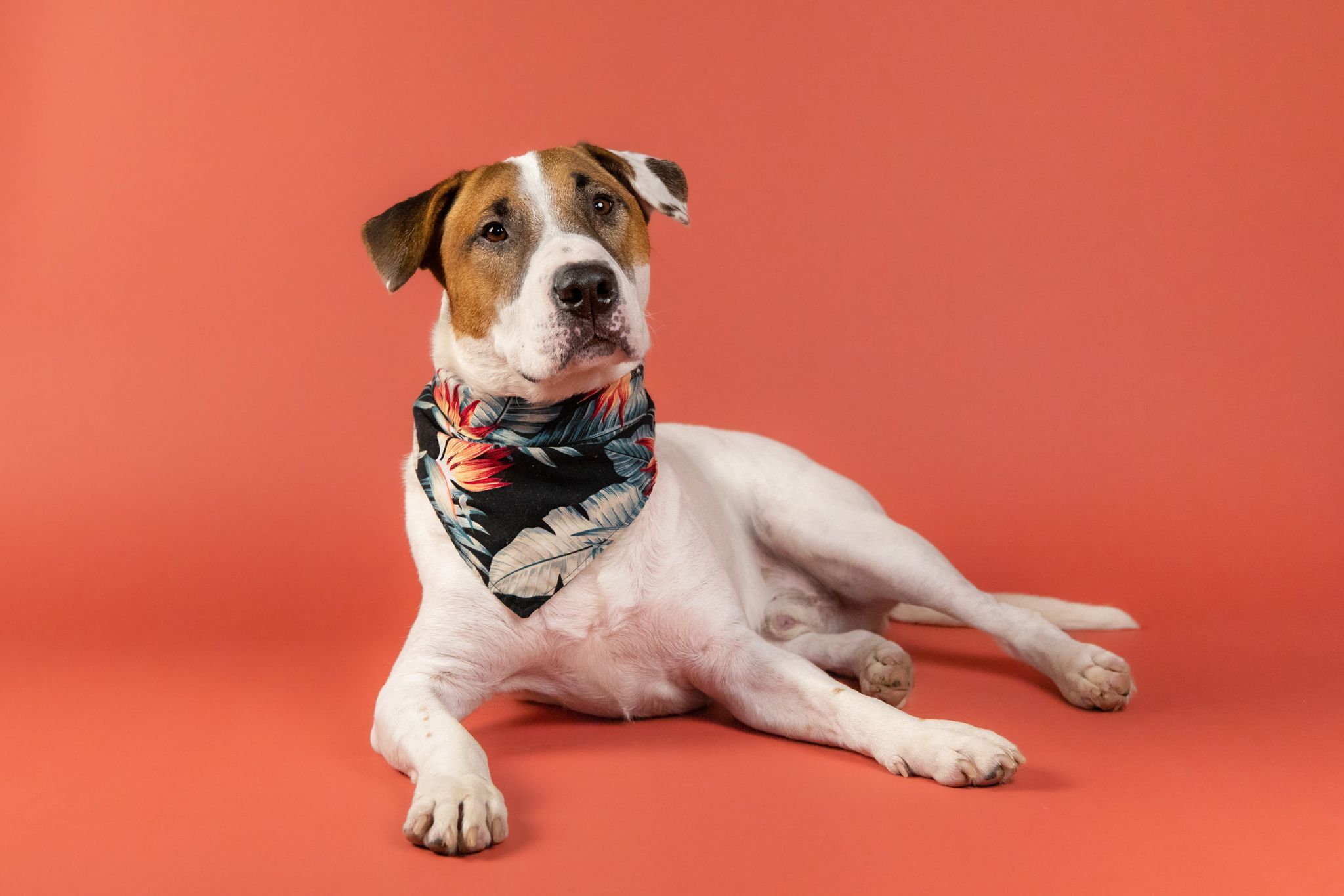 Riley, a Adoptable Bull Terrier in Houston, TX image 1/6