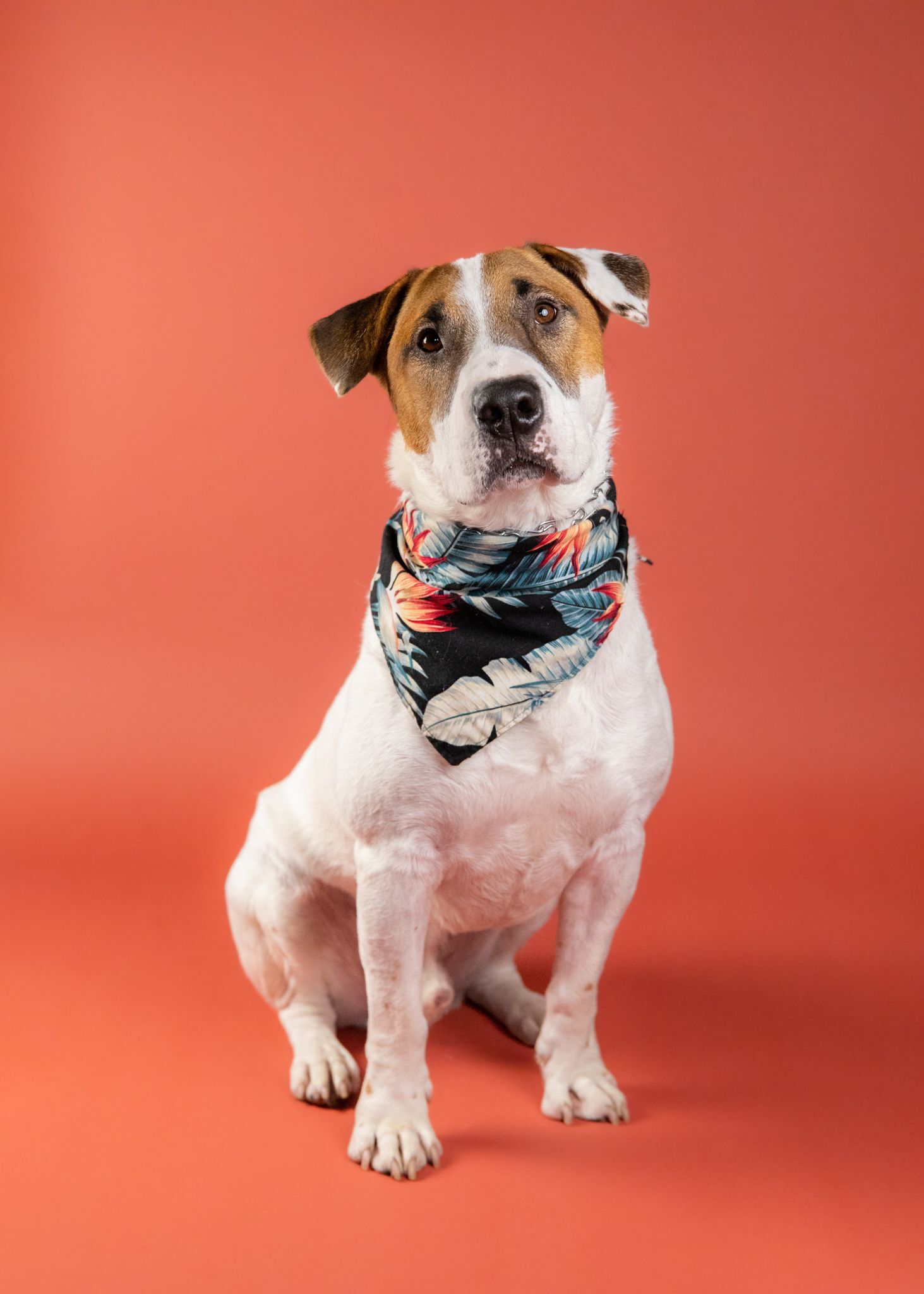 Riley, Adoptable, Adult Male Bull Terrier.