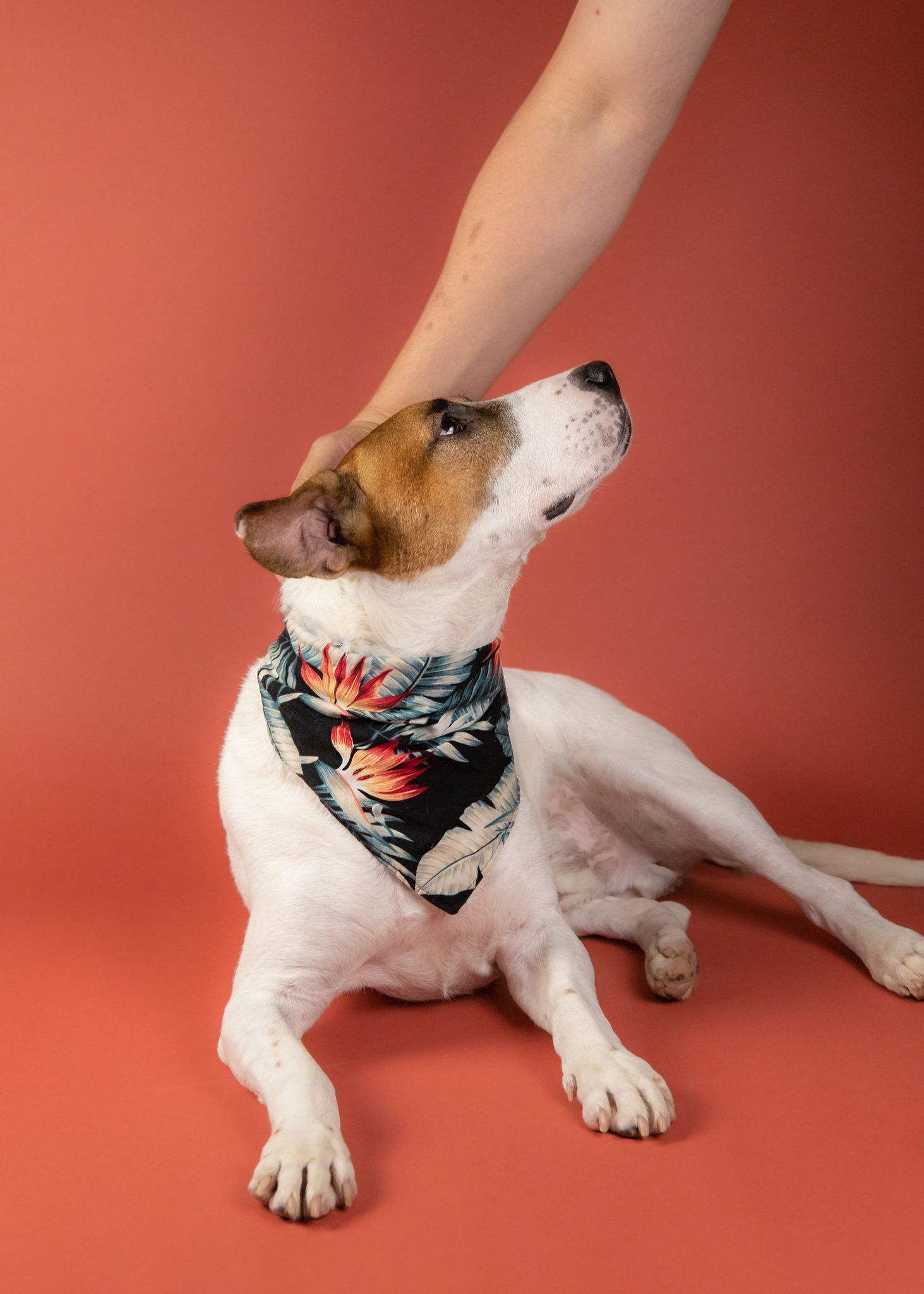 Riley, a Adoptable Bull Terrier in Houston, TX image 5/6