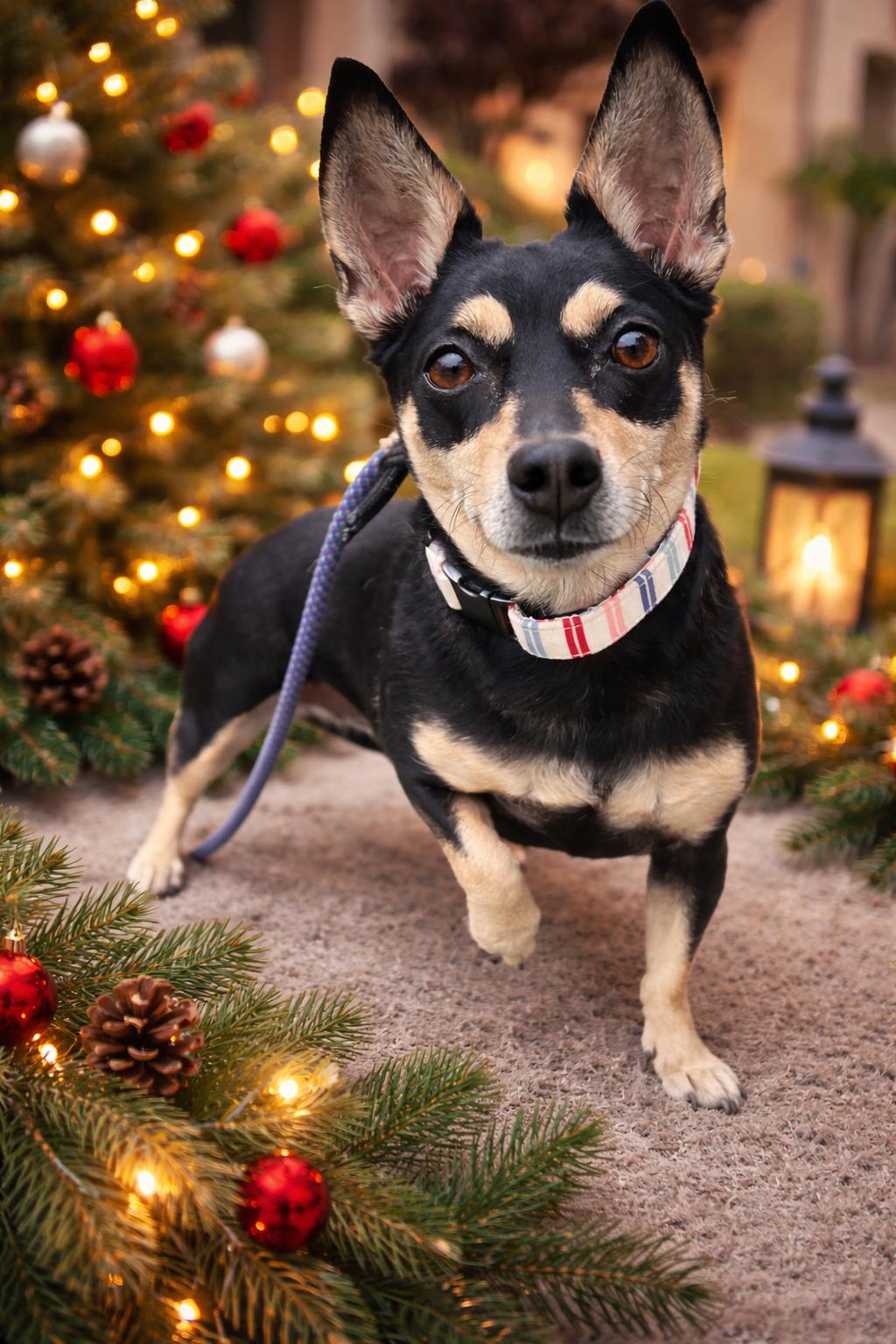 Enlarge Georgia, a ADOPTABLE mixed breed in Simi Valley, CA image 1/1