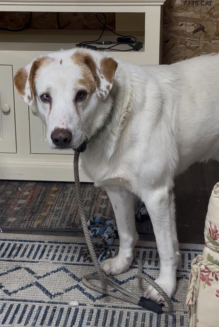 Sting ***FOSTER OR ADOPT***, a Adoptable Australian Shepherd in Plain City, OH image 1/6