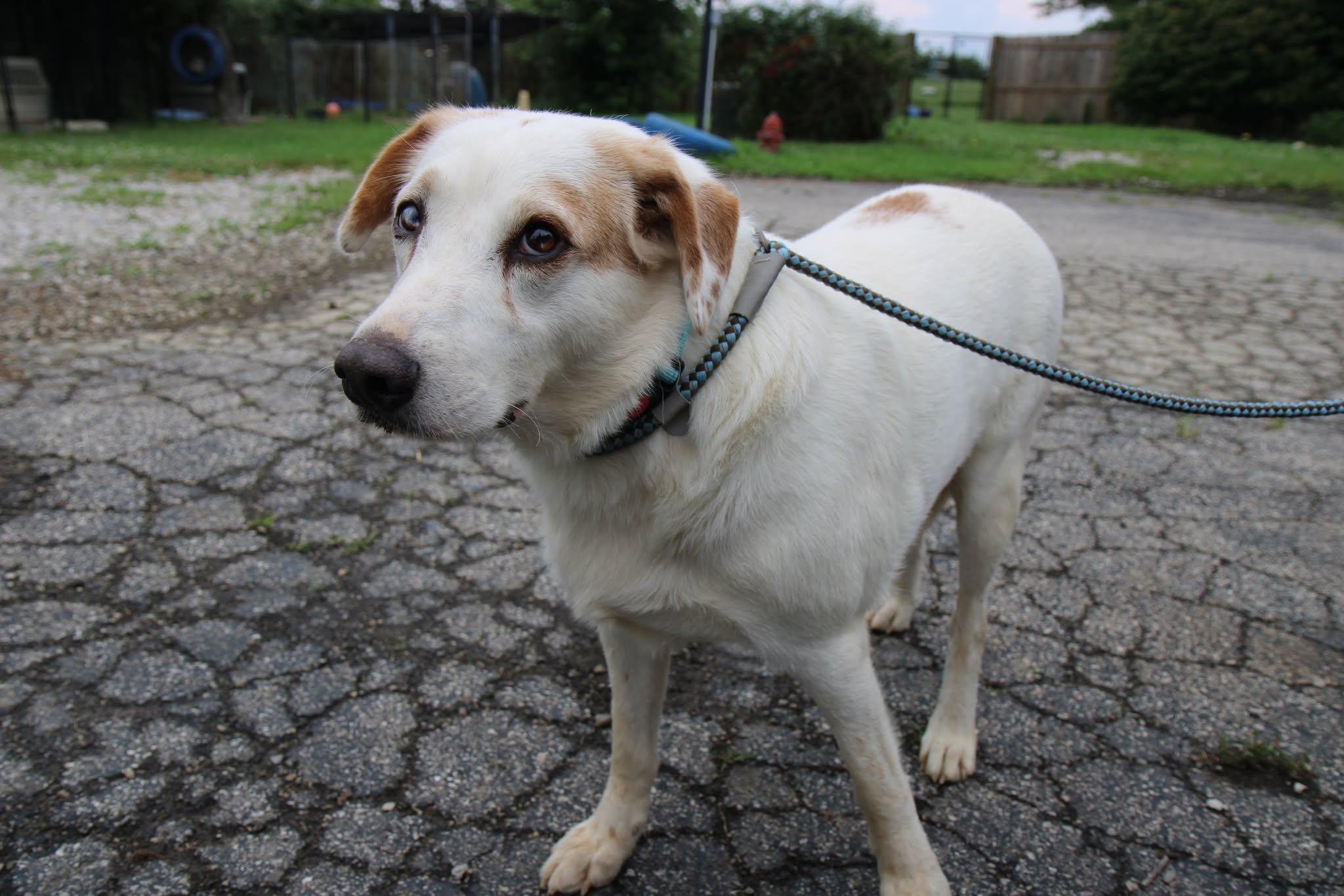 Sting ***FOSTER OR ADOPT***, a Adoptable Australian Shepherd in Plain City, OH image 2/6