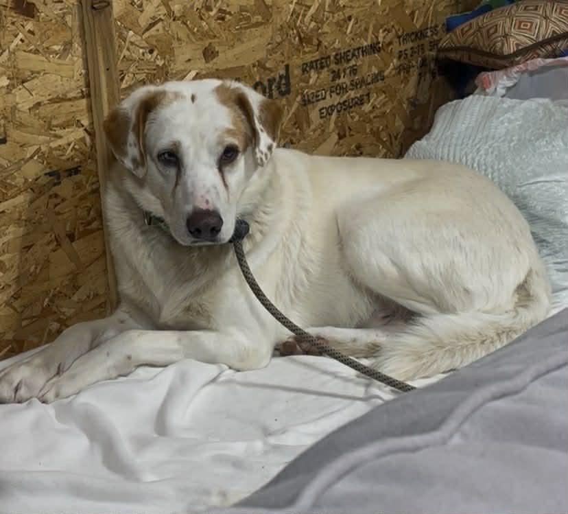 Sting ***FOSTER OR ADOPT***, a Adoptable Australian Shepherd in Plain City, OH image 4/6