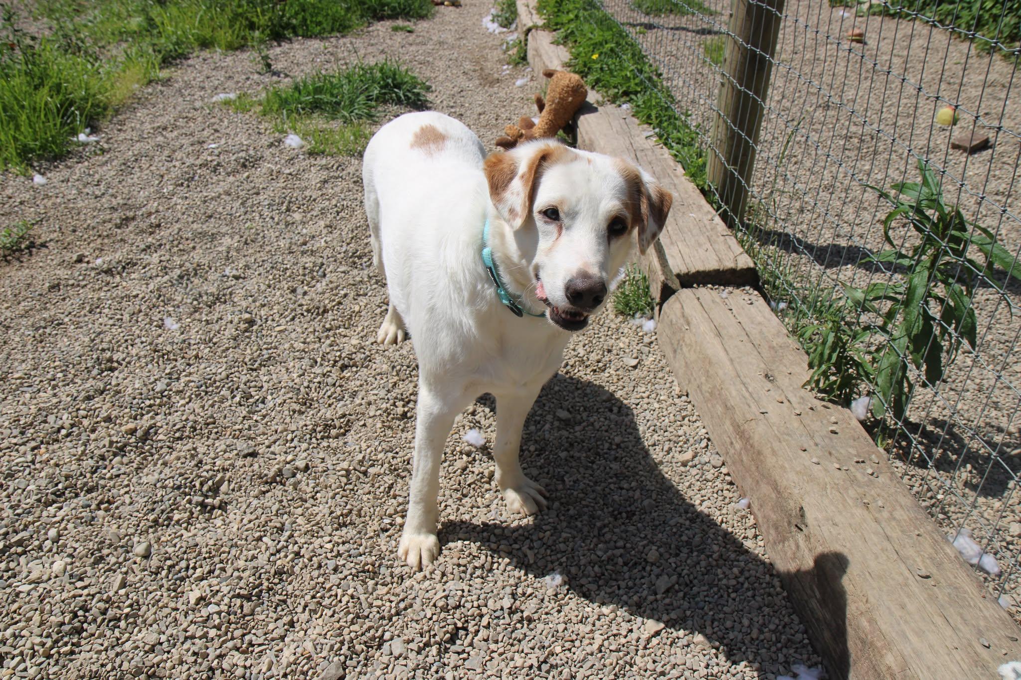 Sting ***FOSTER OR ADOPT***, a Adoptable Australian Shepherd in Plain City, OH image 5/6