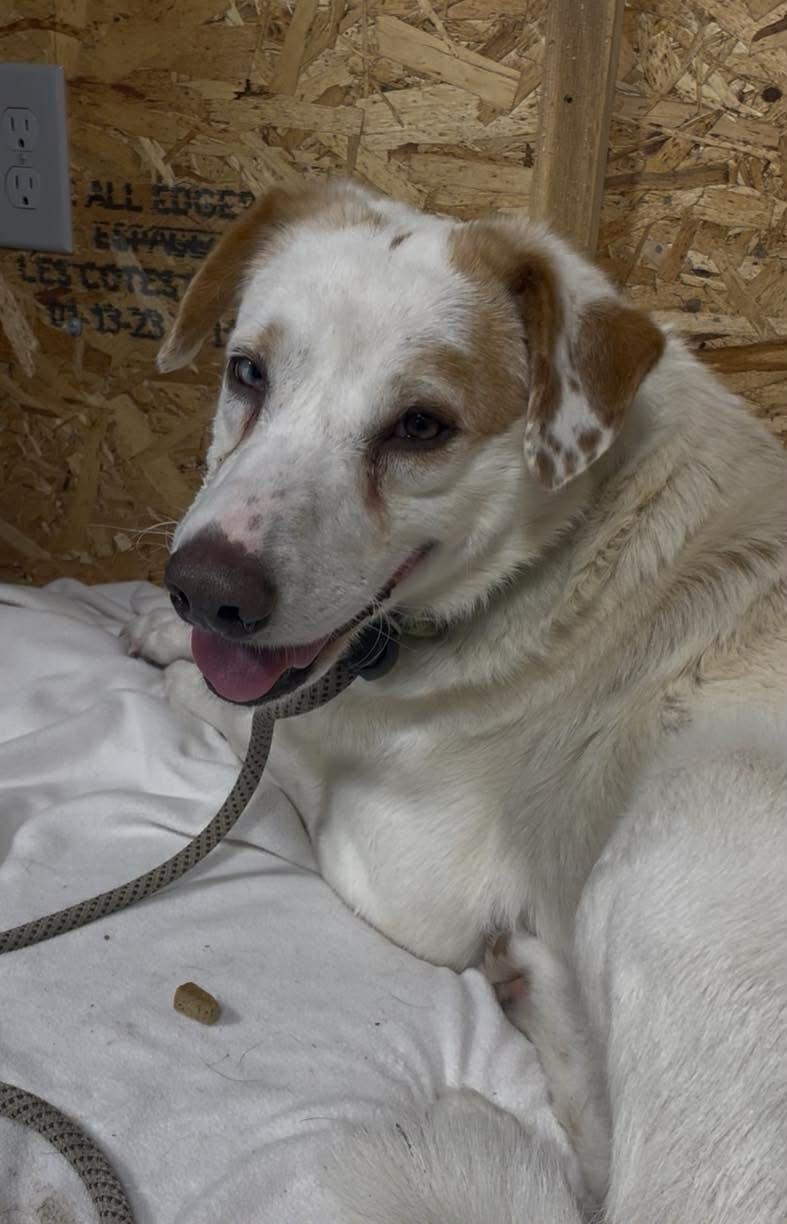 Sting ***FOSTER OR ADOPT***, a Adoptable Australian Shepherd in Plain City, OH image 6/6