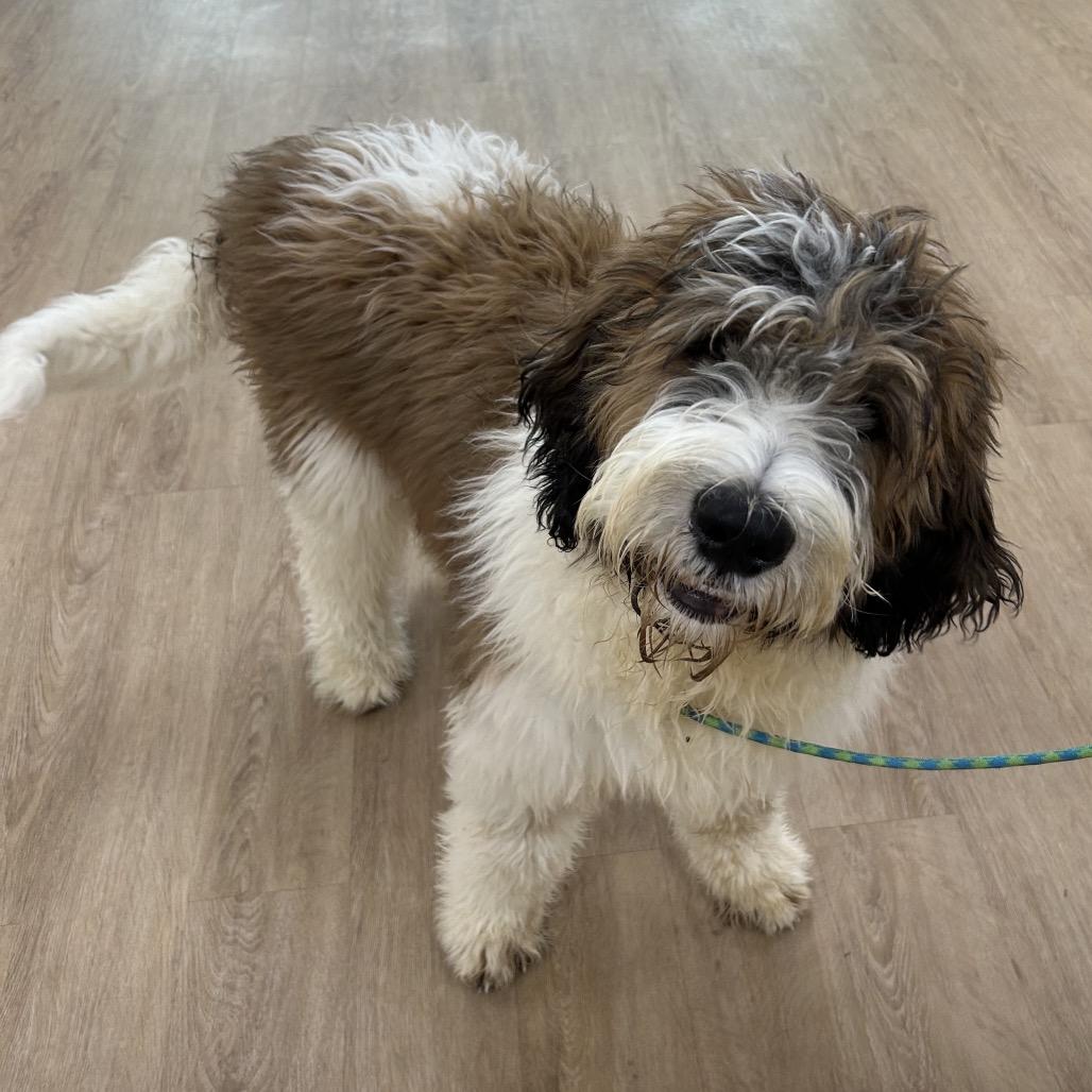 Swiffer Duster thumbnail 3