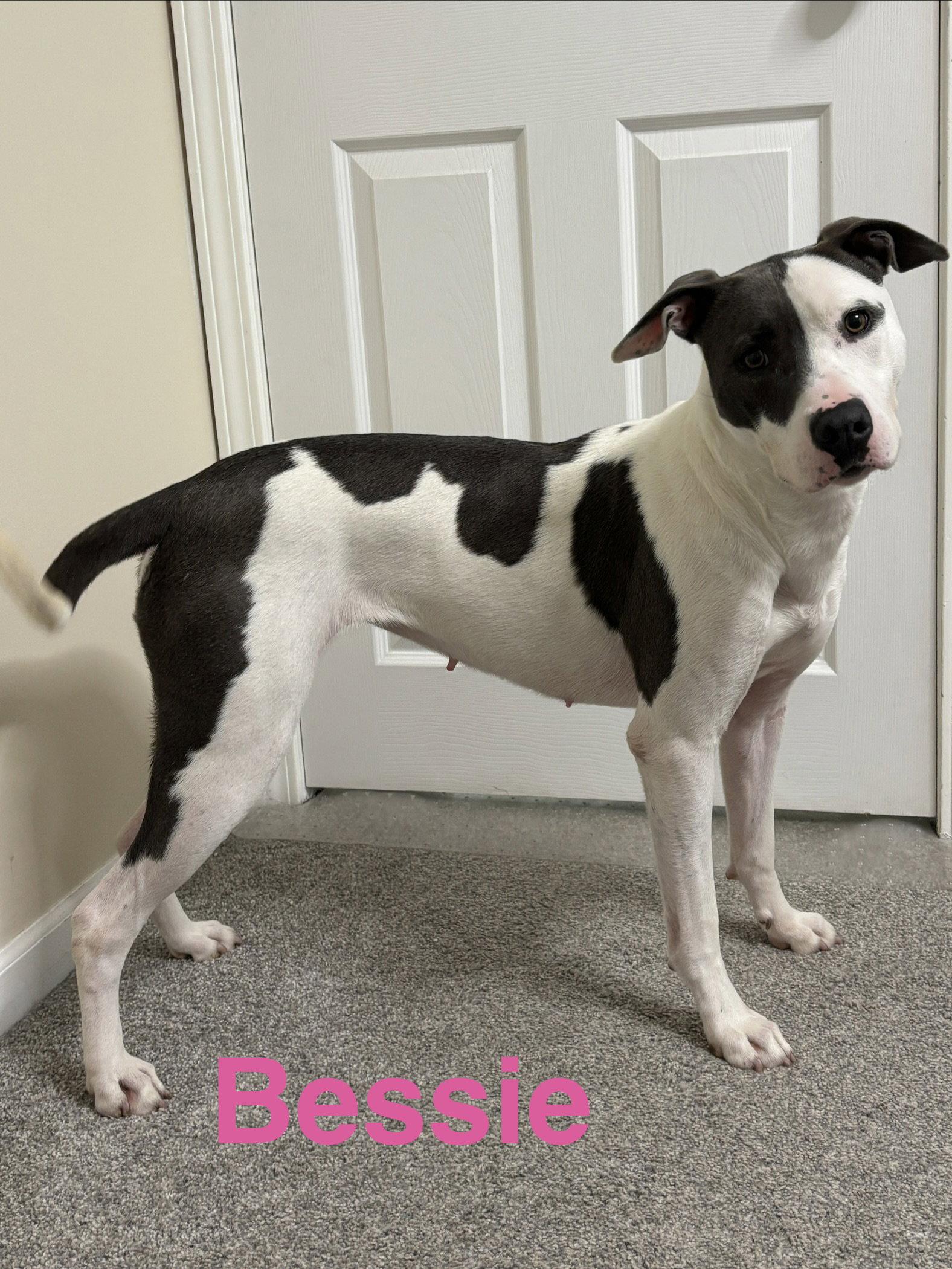 Enlarge Bessie, a Adoptable mixed breed in Topeka, KS image 1/2