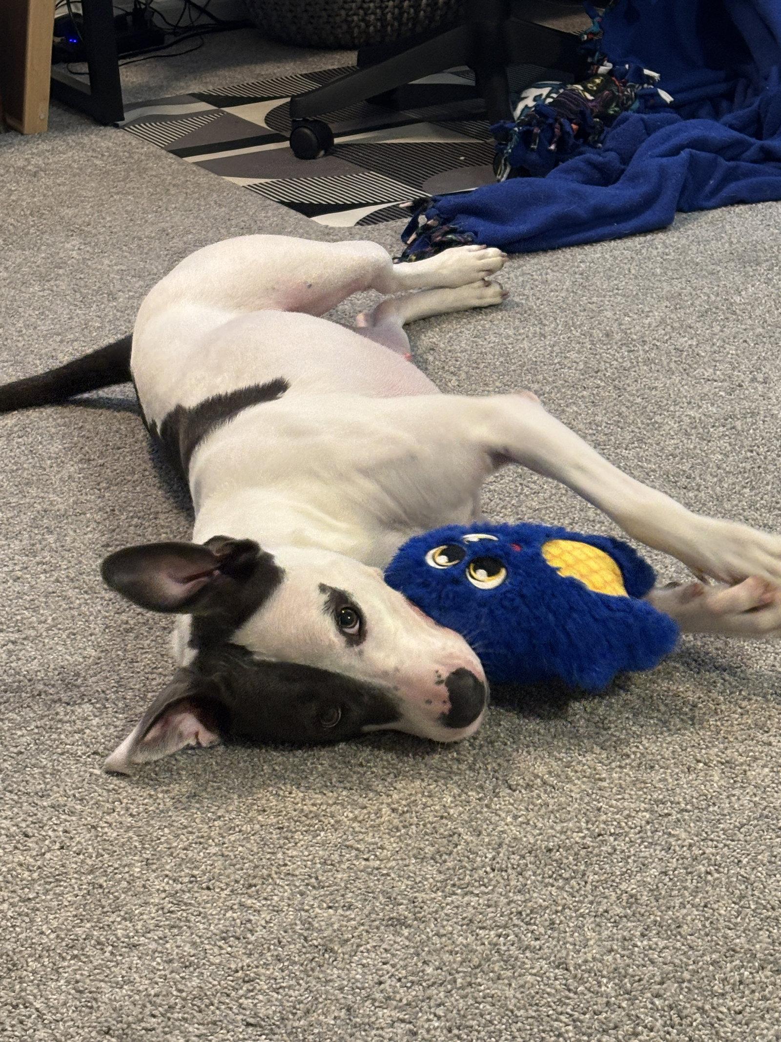 Enlarge Bessie, a Adoptable mixed breed in Topeka, KS image 2/2