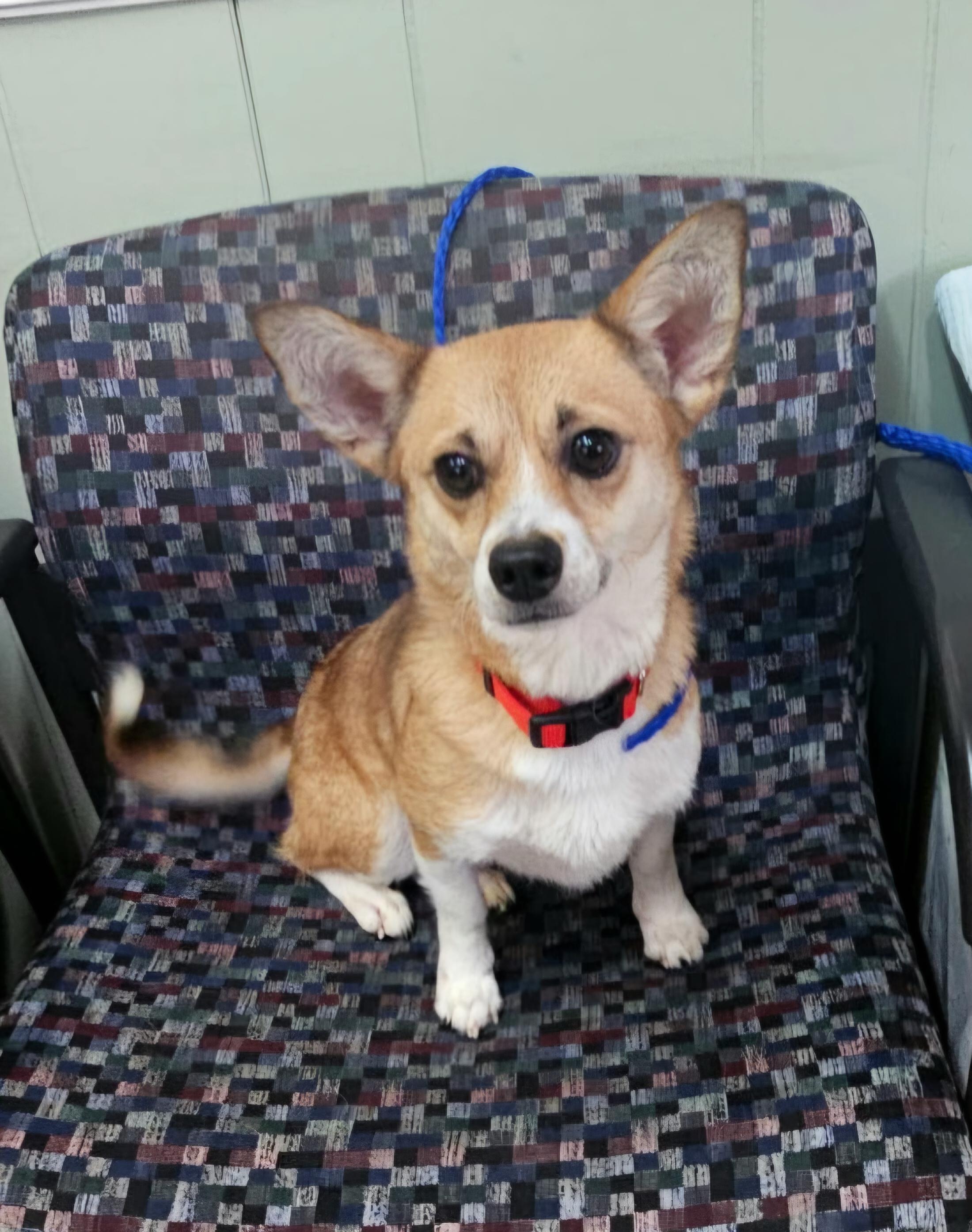 Huncho, an adopted mixed breed in Arlington Heights, IL image 2/4