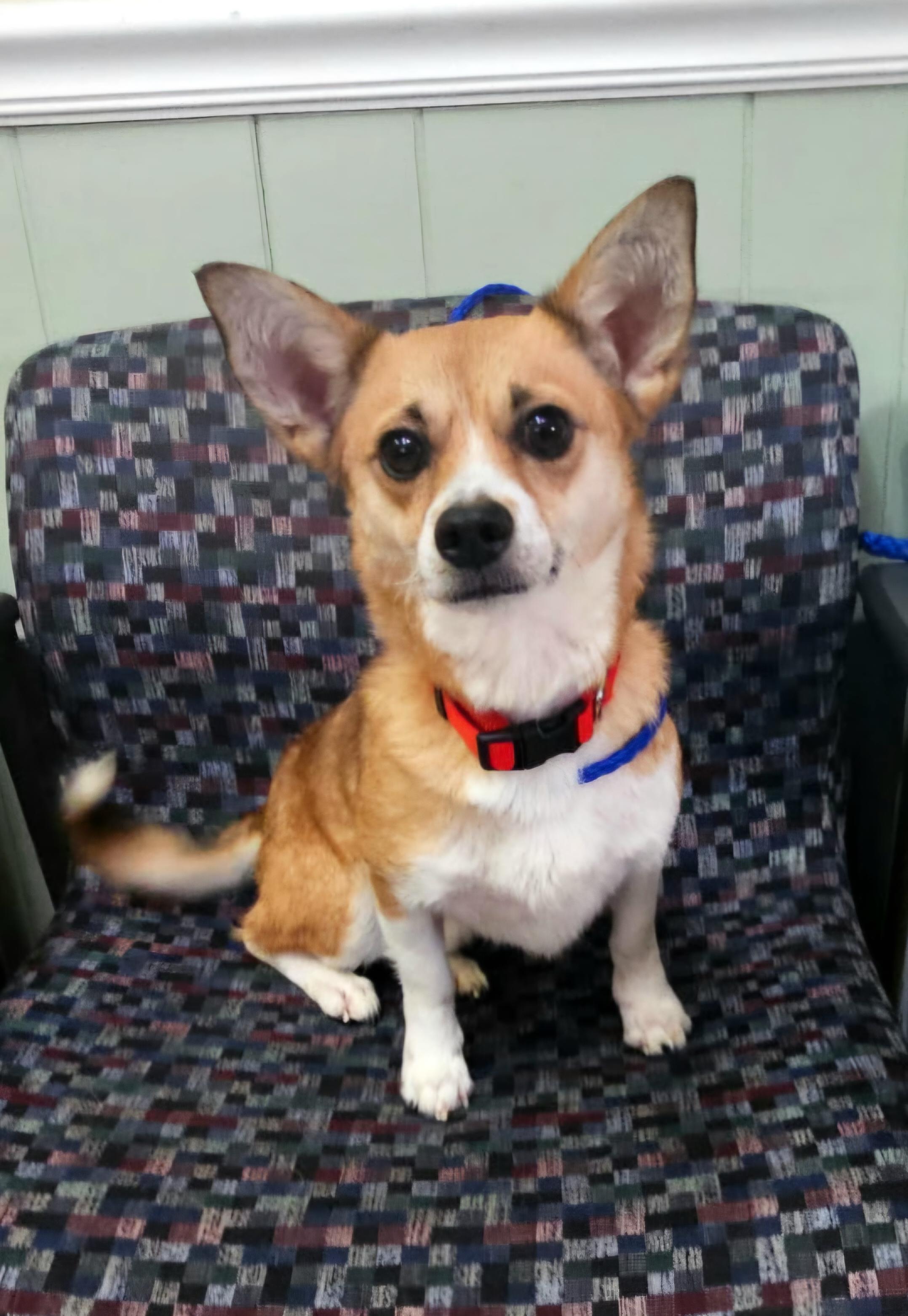 Huncho, adopted, Young Male Pomeranian & Chihuahua.