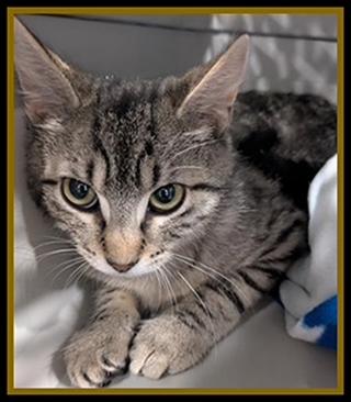 ARBOR, Adoptable, Young Female Domestic Short Hair.