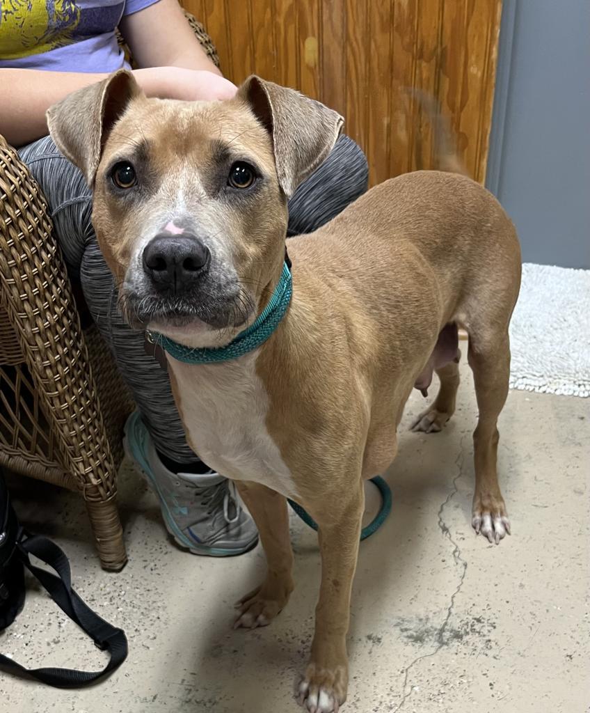 Estelle, a Adoptable mixed breed in Saint Francisville, LA image 1/6