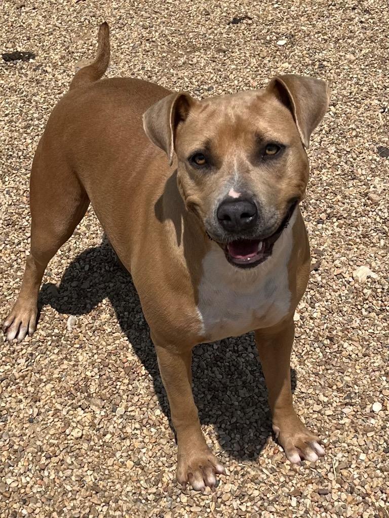 Estelle, a Adoptable mixed breed in Saint Francisville, LA image 2/6