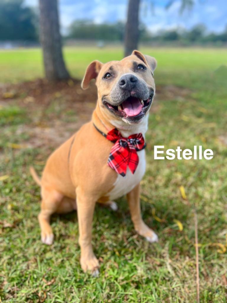 Estelle, Adoptable, Adult Female Terrier & Hound.