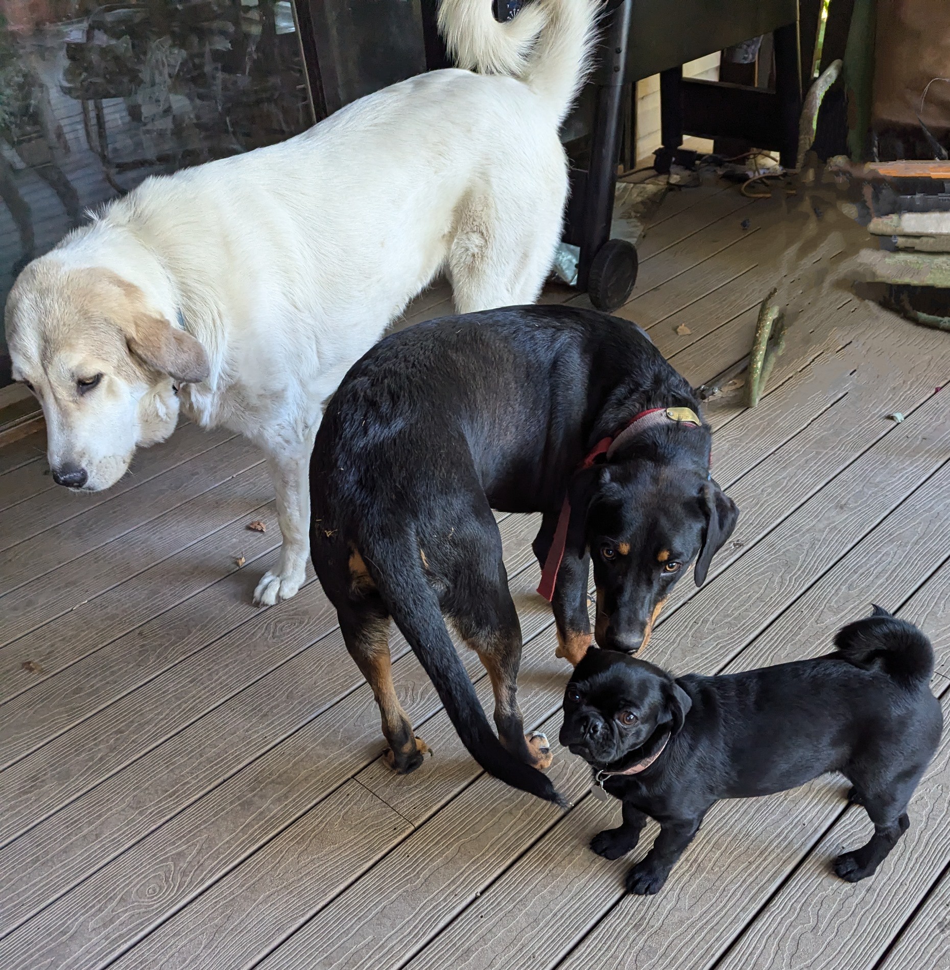 Floki, a Adoptable Catahoula Leopard Dog in COEUR D ALENE, ID image 6/6